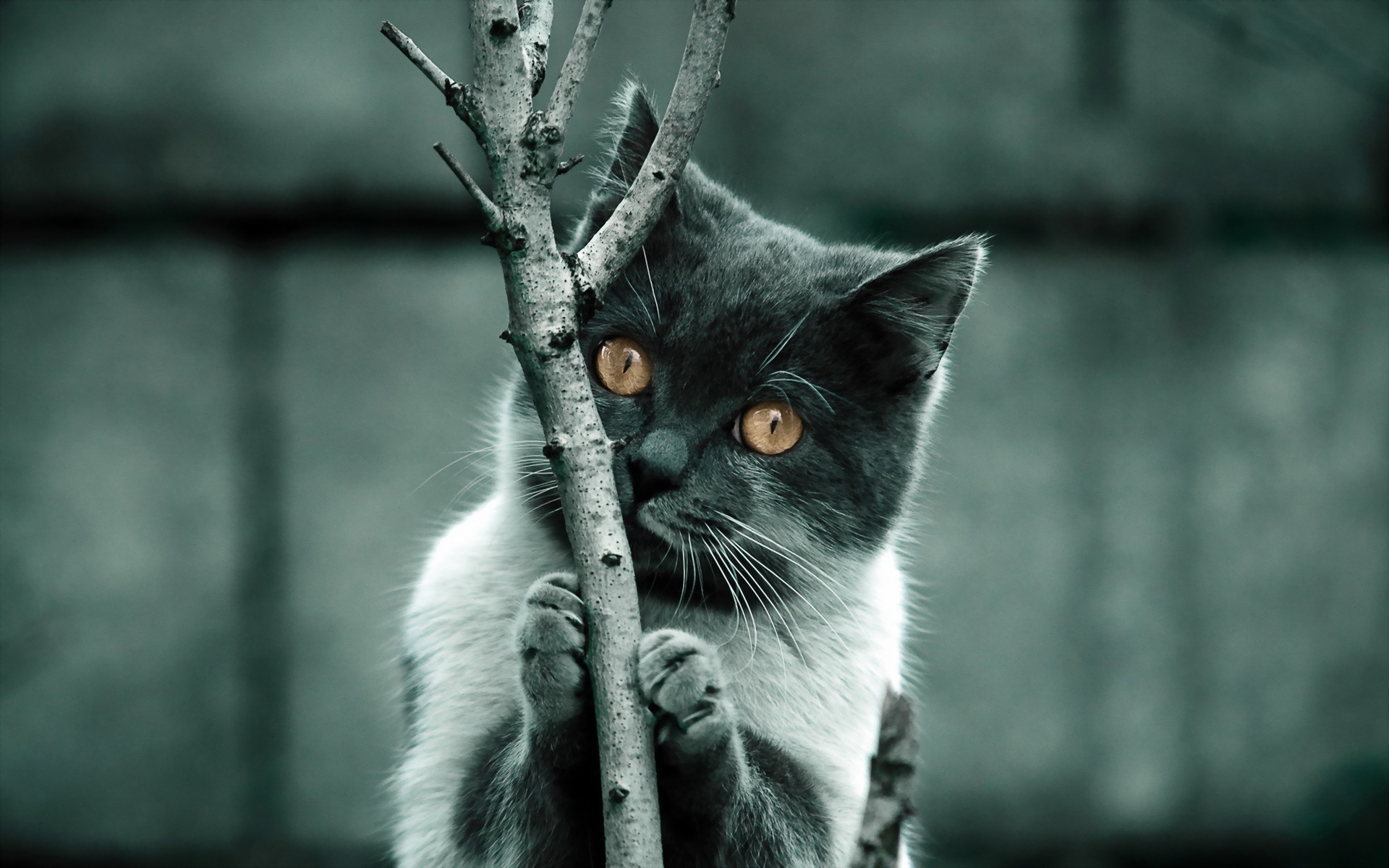 кот