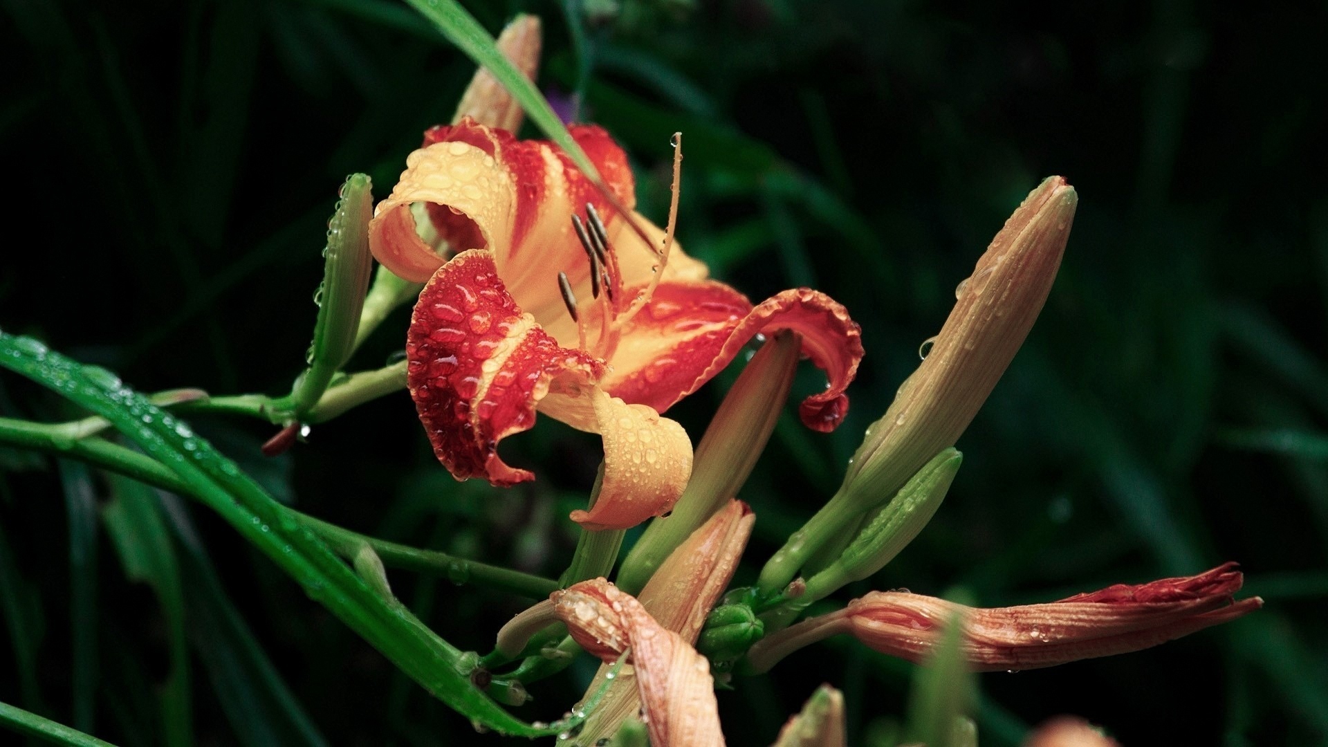 lily