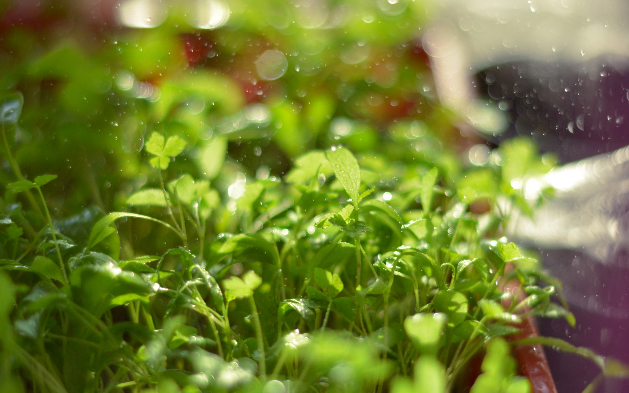 день, эколога, картинка