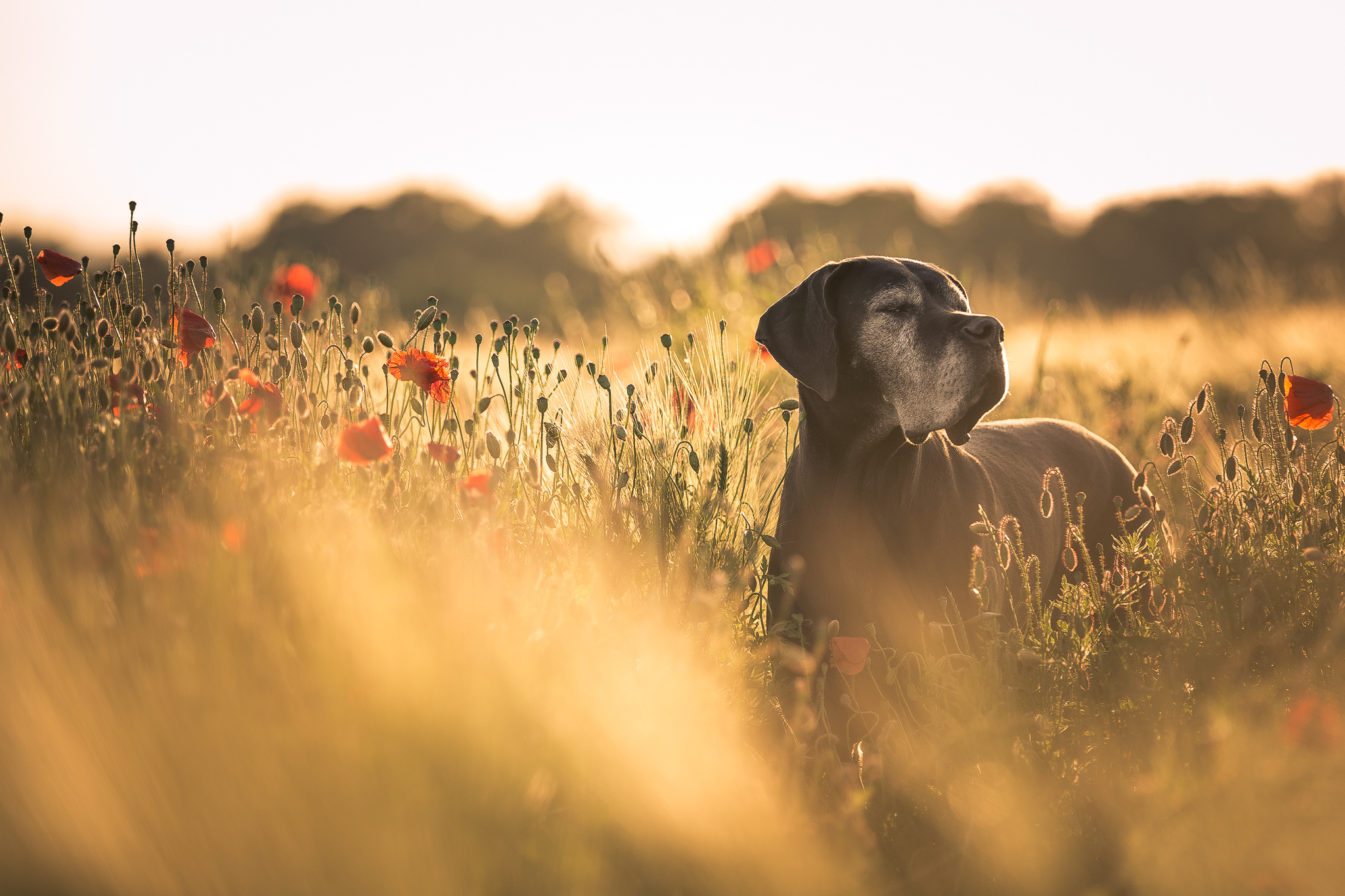 природа животные собаки трава солнце загрузить