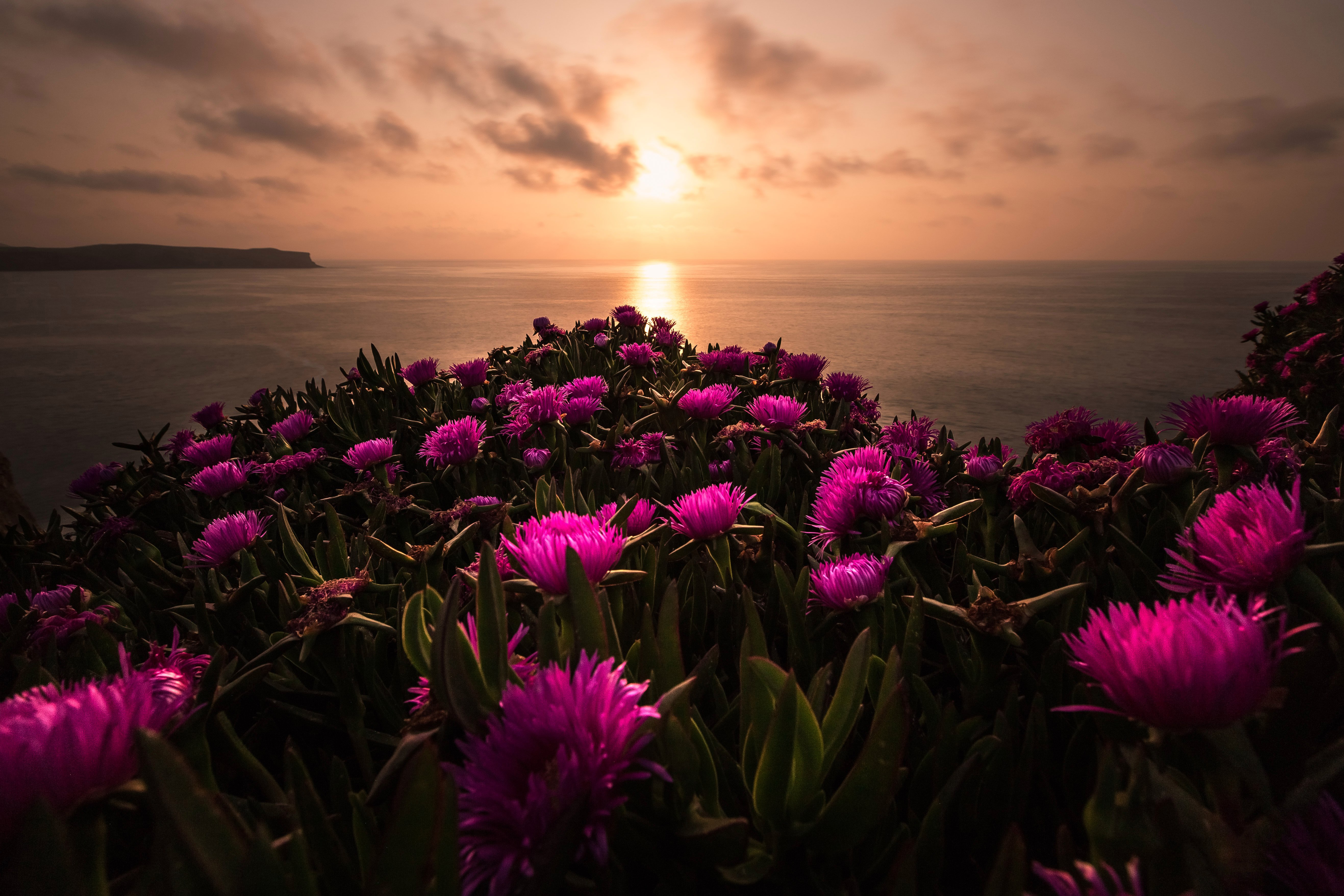 Добрый вечер закат. Цветы и море. Море закат цветы. Вечер море закат и цветы. Букет цветов на фоне моря.
