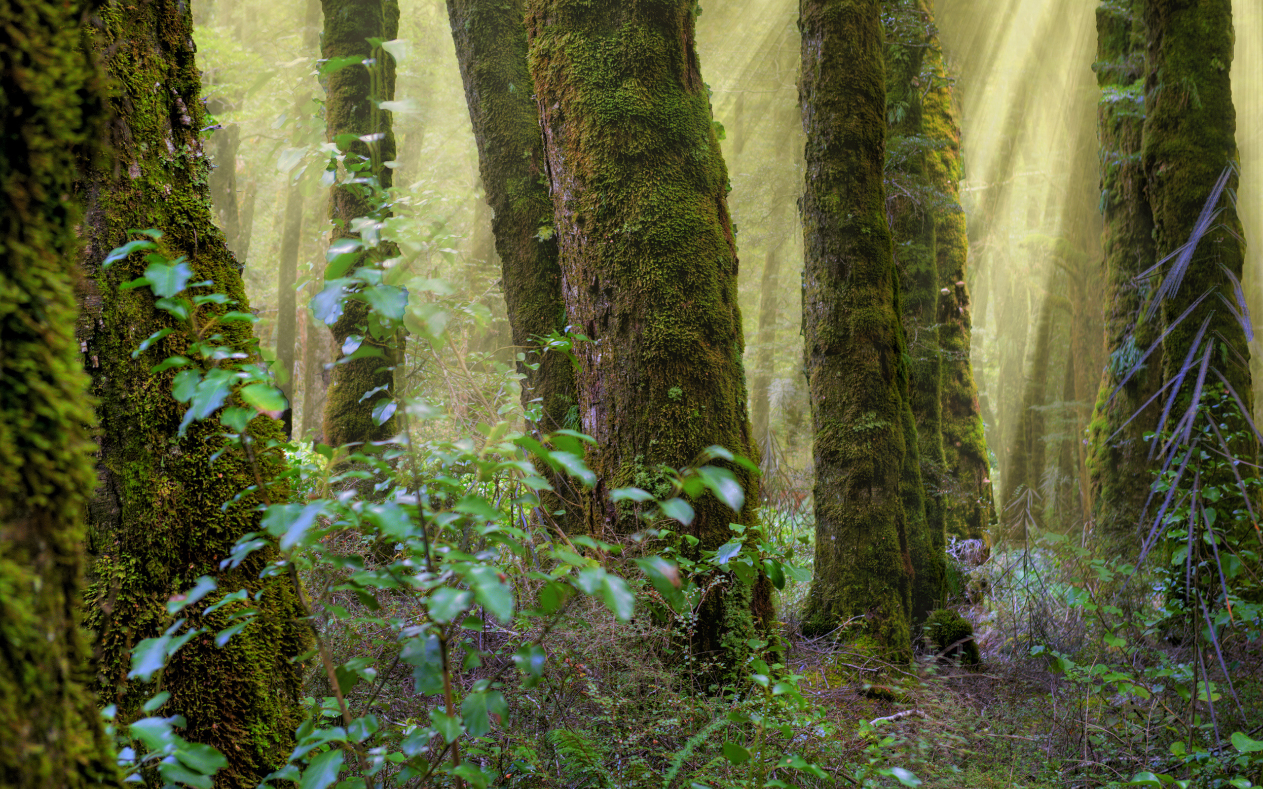 лес, стволы