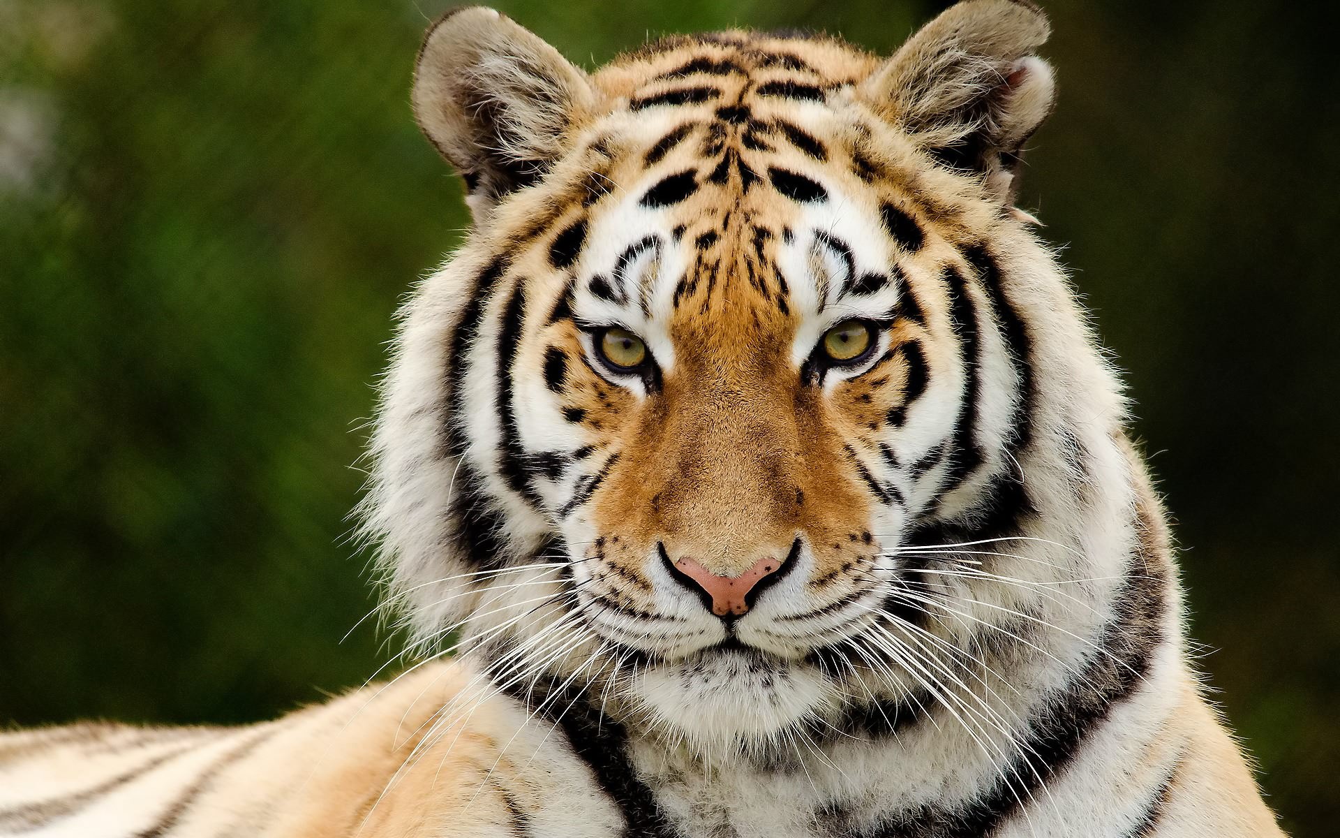 тигр взгляд бесплатно