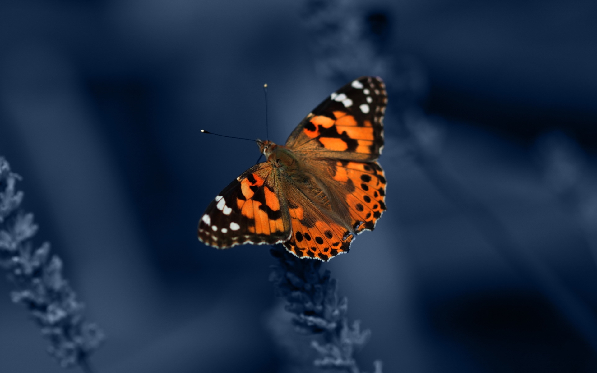 Бабочка черно оранжевая. Бабочка. Бабочки на черном фоне. Бабочка на темном фоне. Оранжевая бабочка.