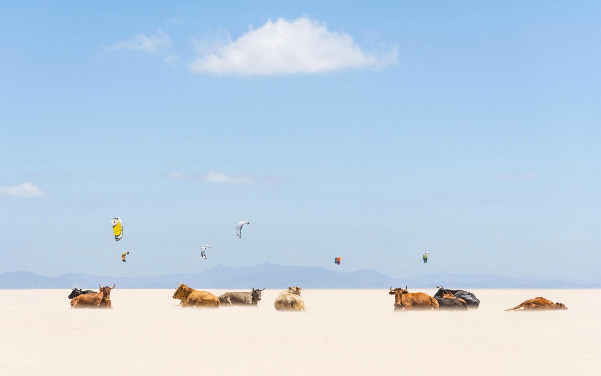 tarifa, ага, вазон