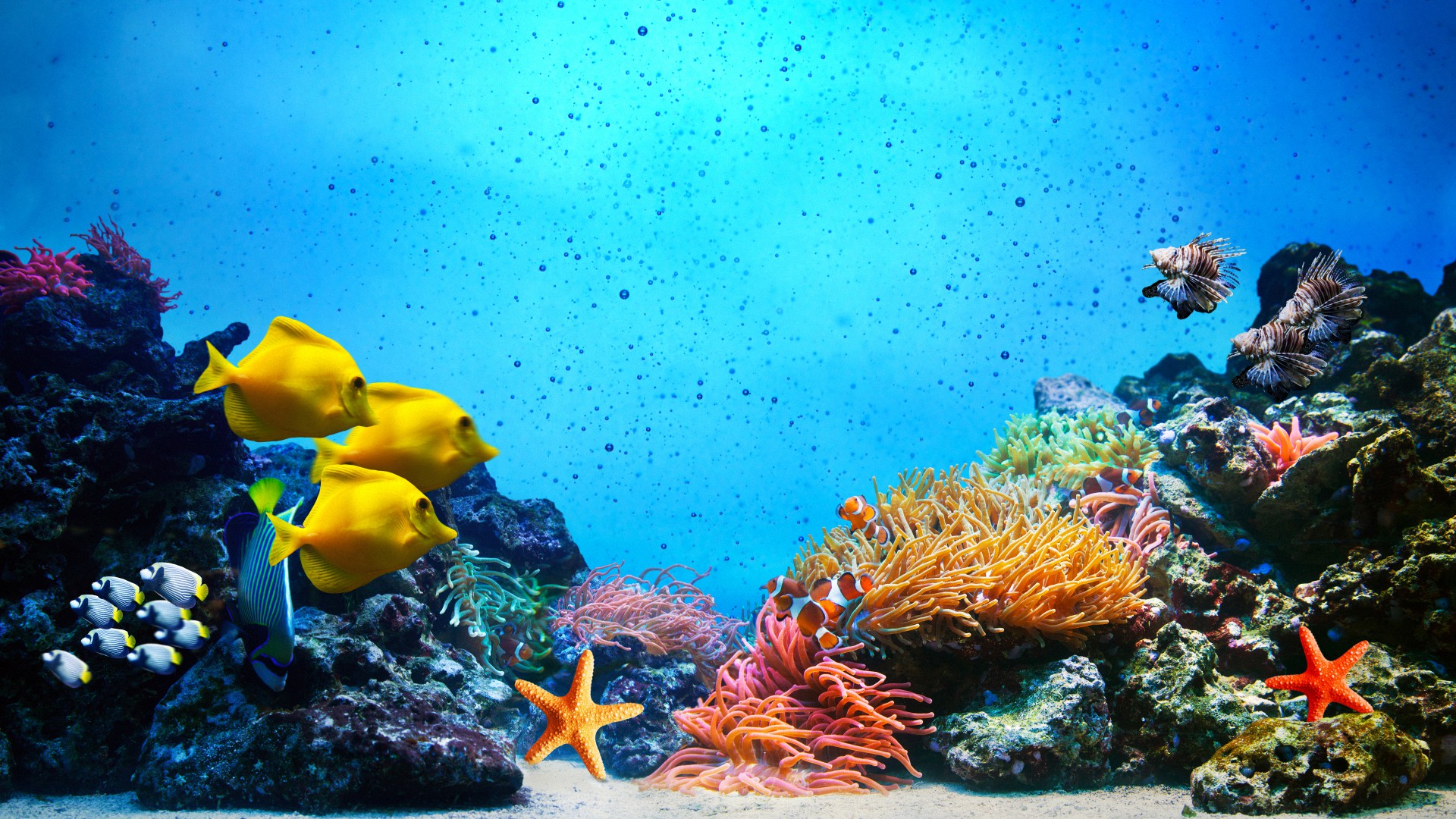 underwater, marin, sous