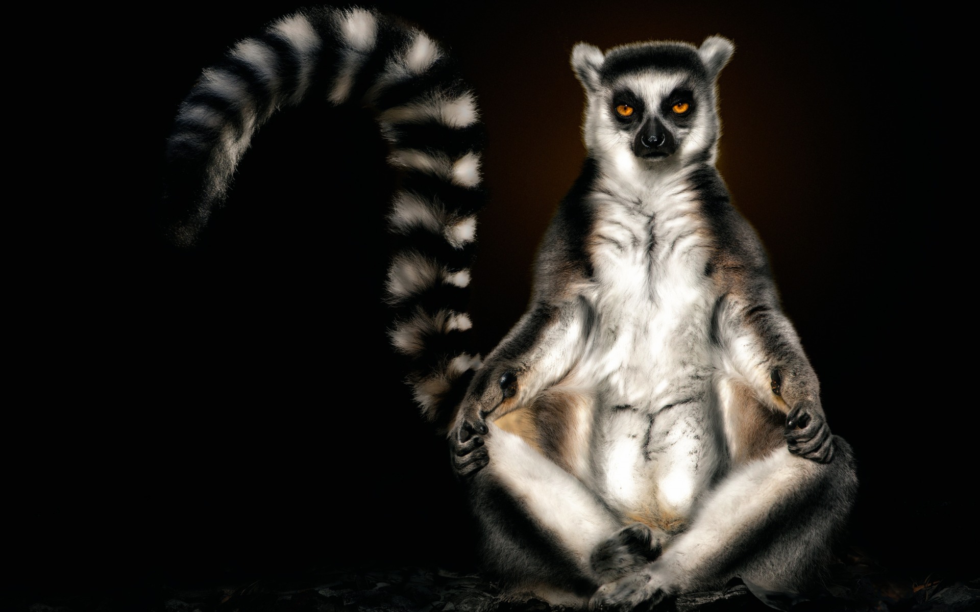lemur, pedro, фон