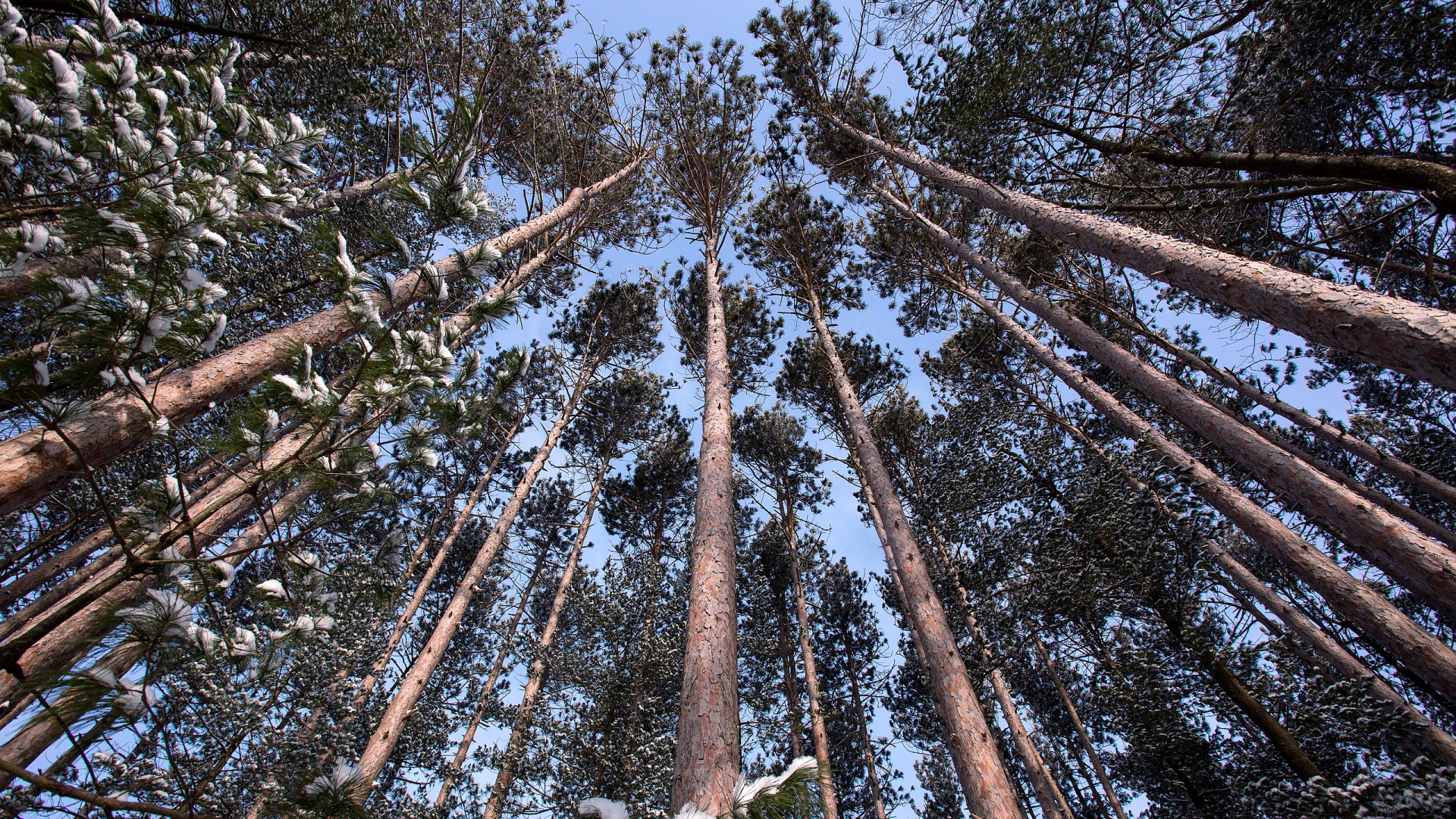 форе, хардвуд