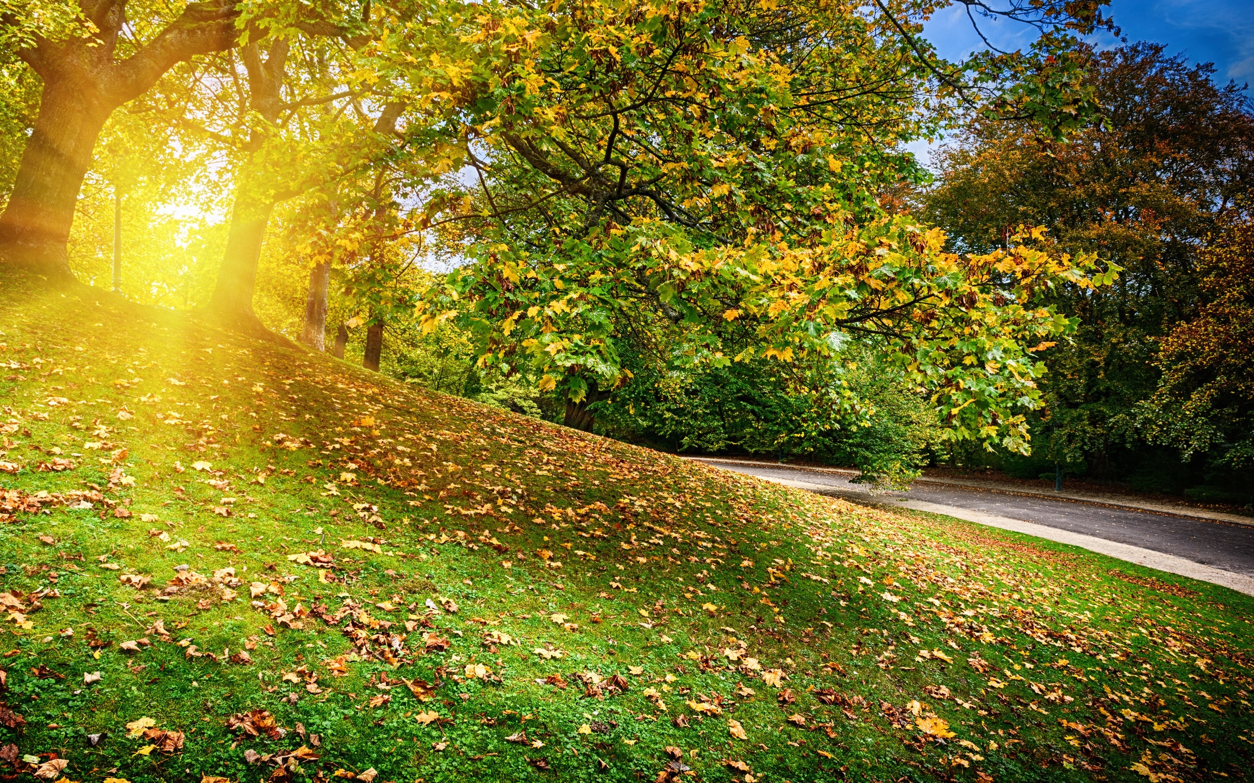 день рождения, парк