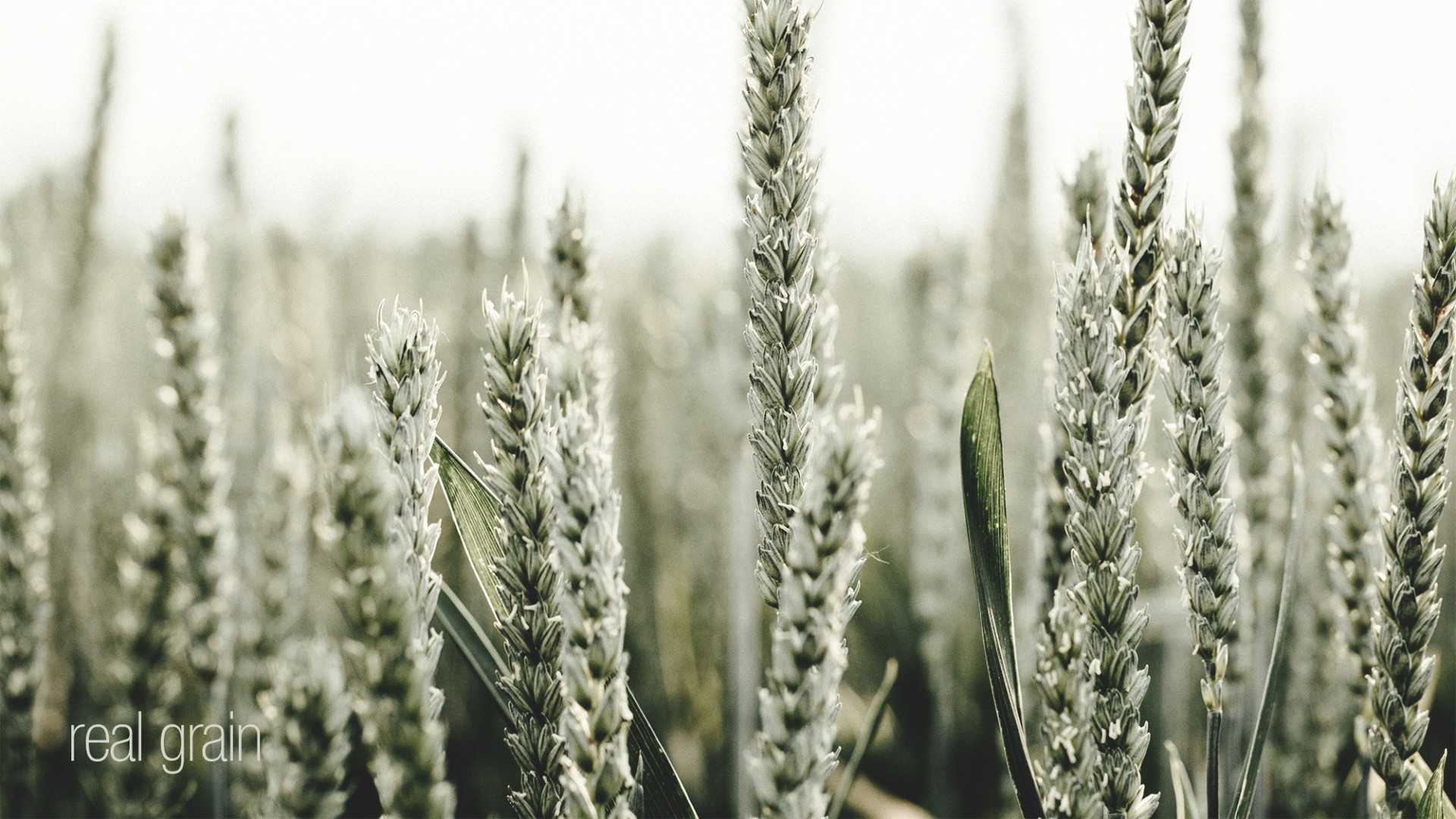 есть много растений пшеницы, которые растут в поле