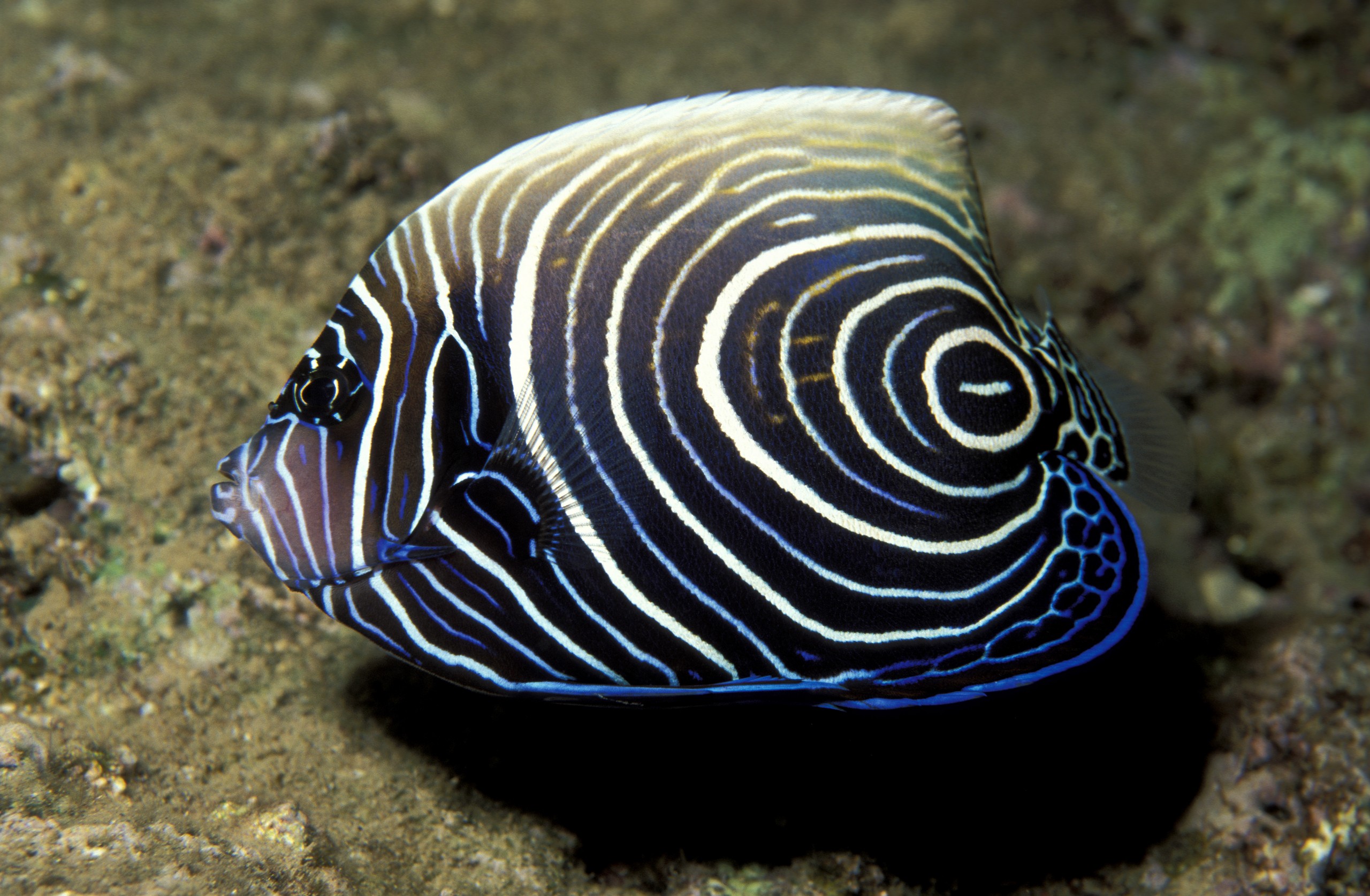 fish, stock, фото