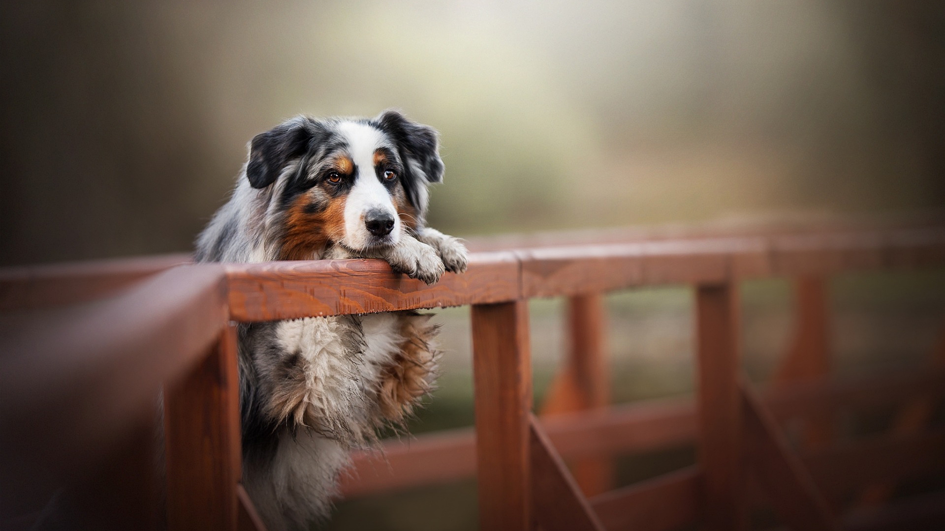 московский сенбернар. бигль дог. злая акита ину.