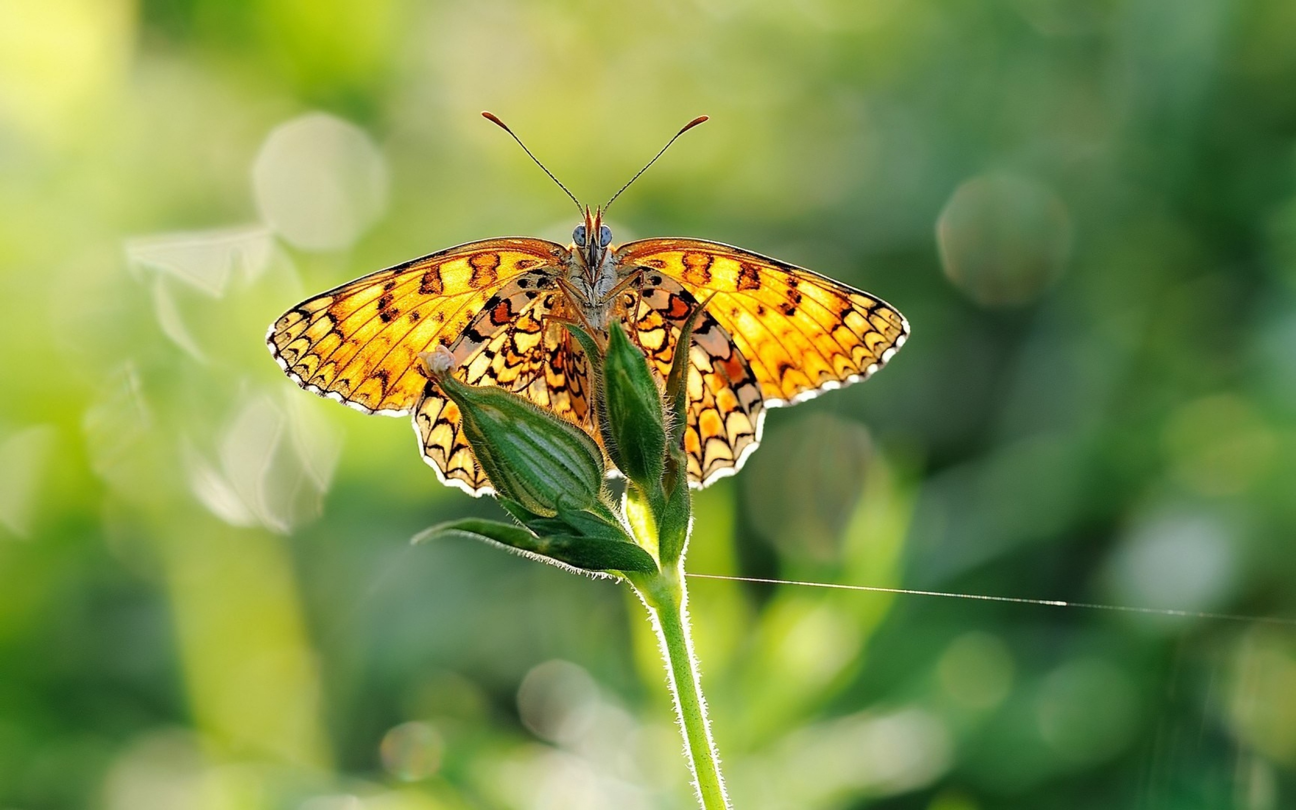 бабочка крылья цветок природа без смс