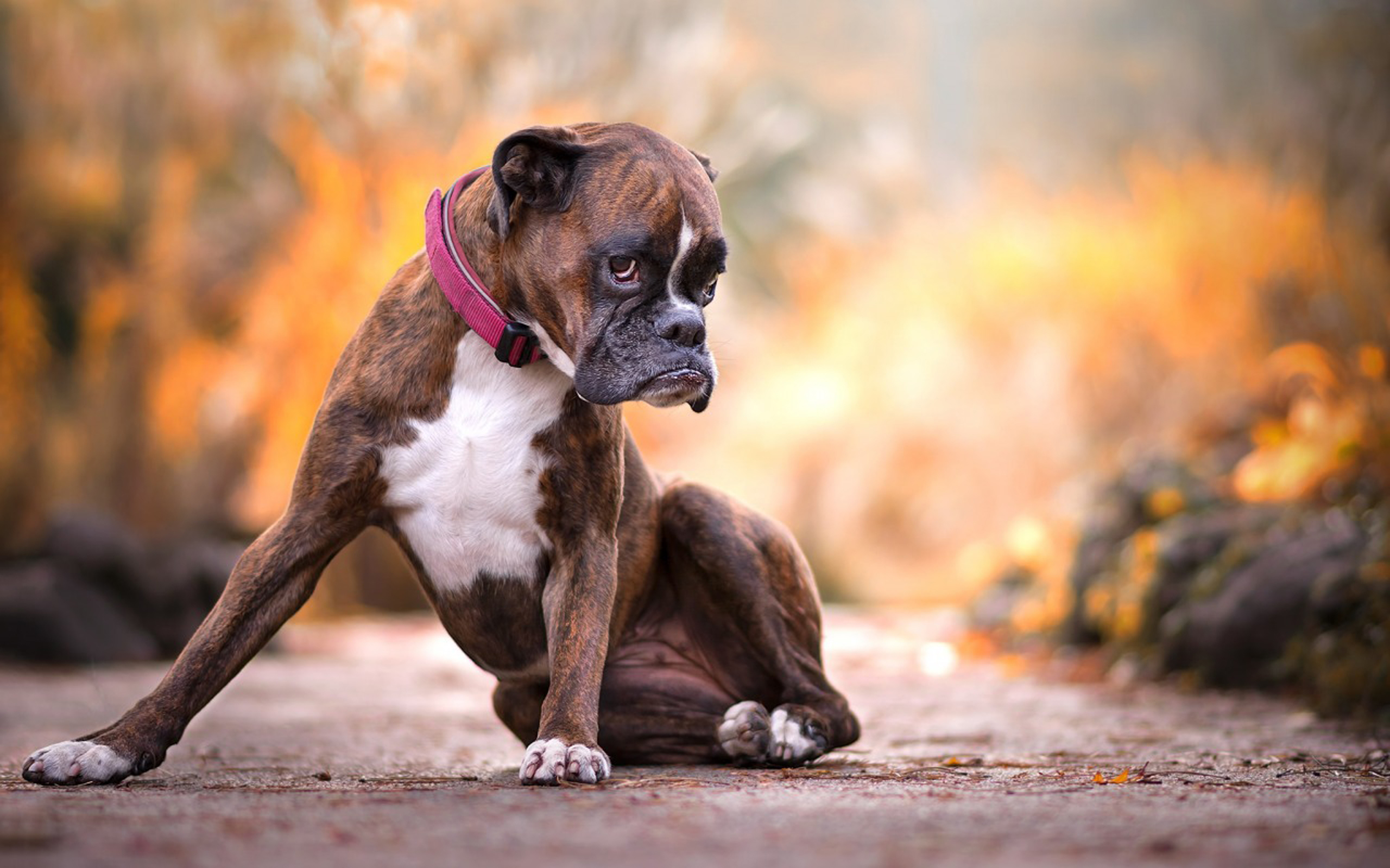 Boxer. Порода боксер. Боксёр собака. Немецкий боксёр. Пес породы боксер.