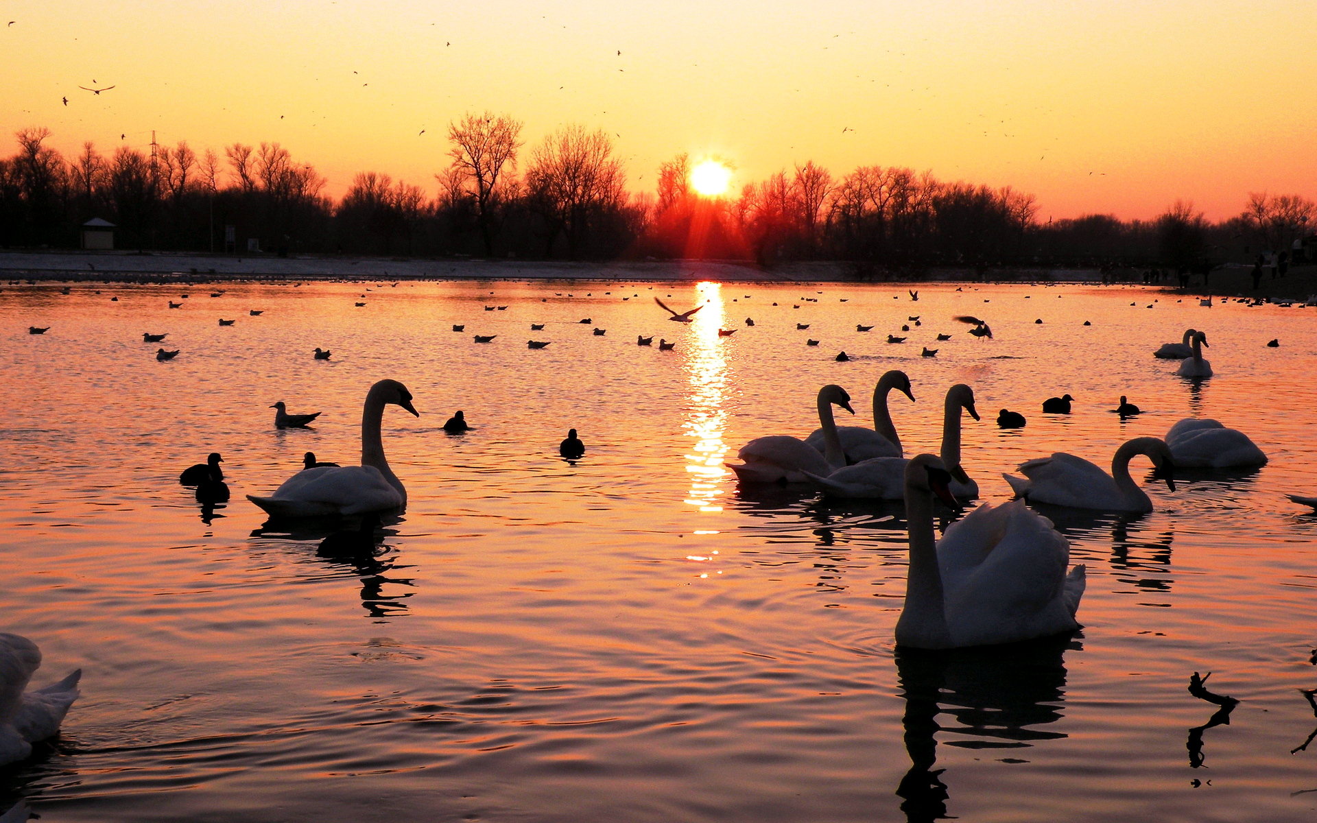 cisnes, atardecer, lago