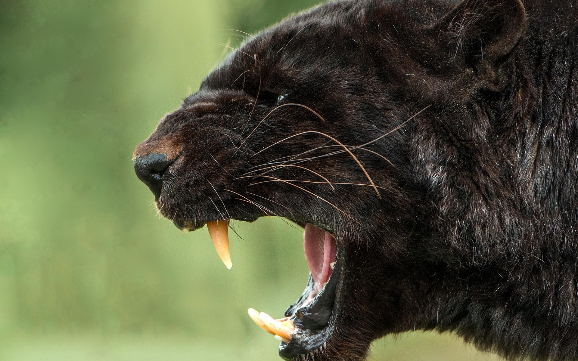 пасть, пантеры, jaguar