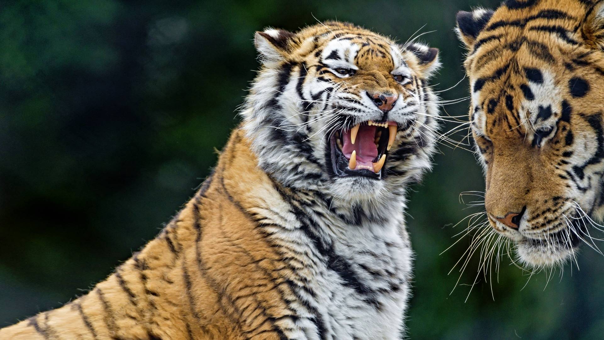 тигр, тигрица