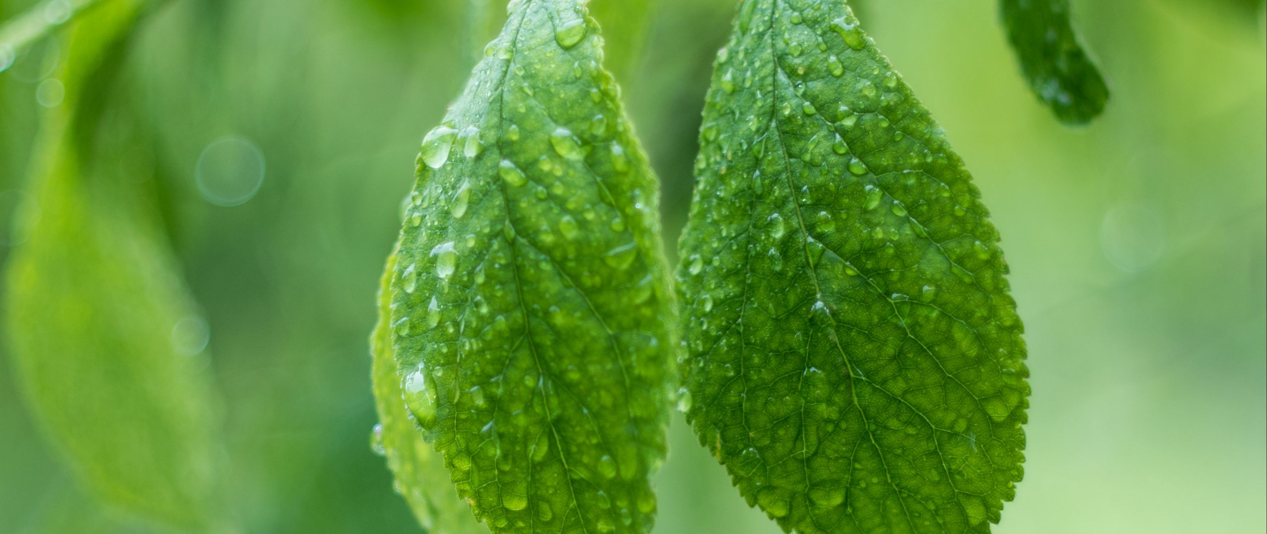 drop, leaf, зелёный