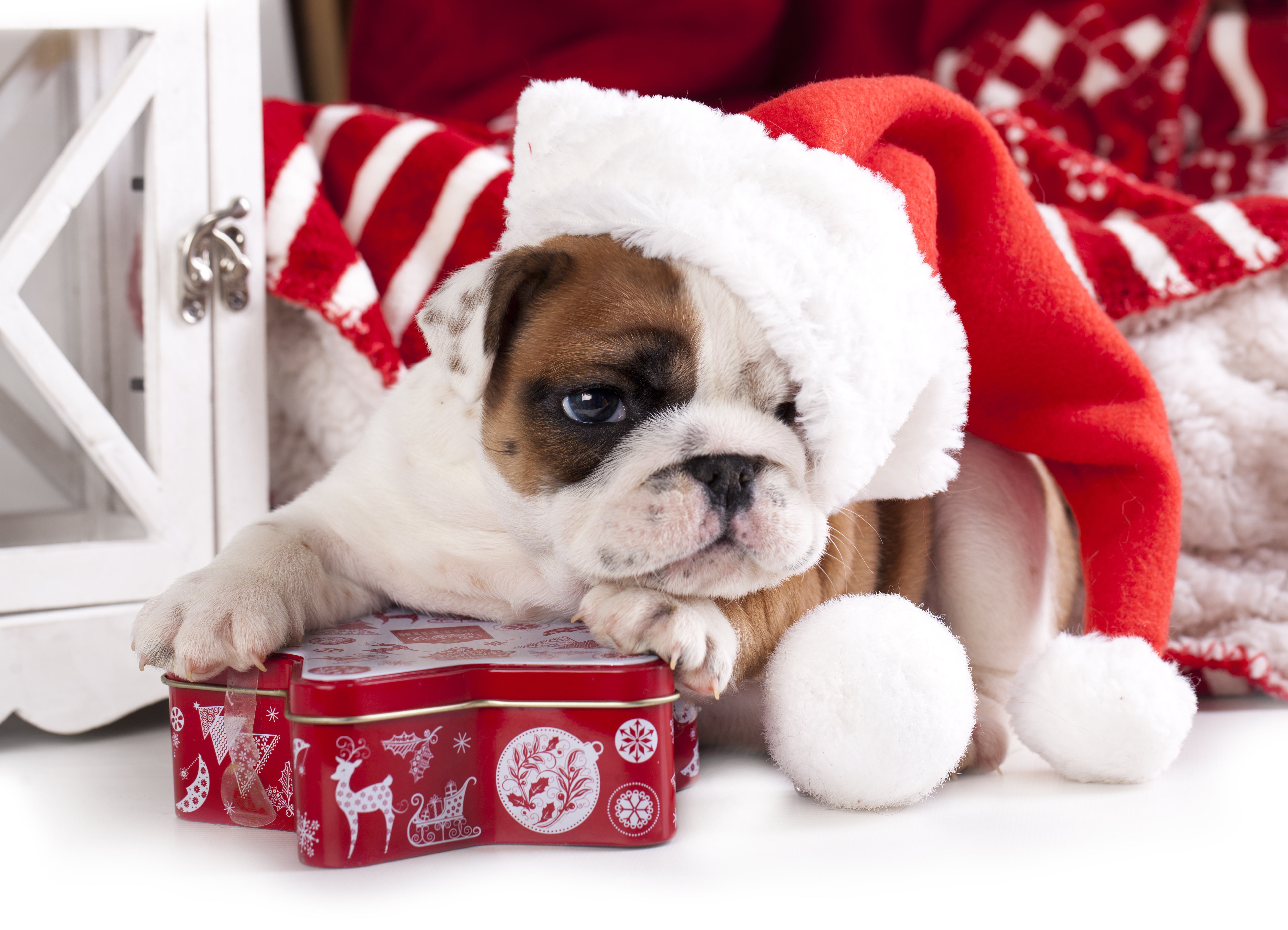 chien, serviette, noël