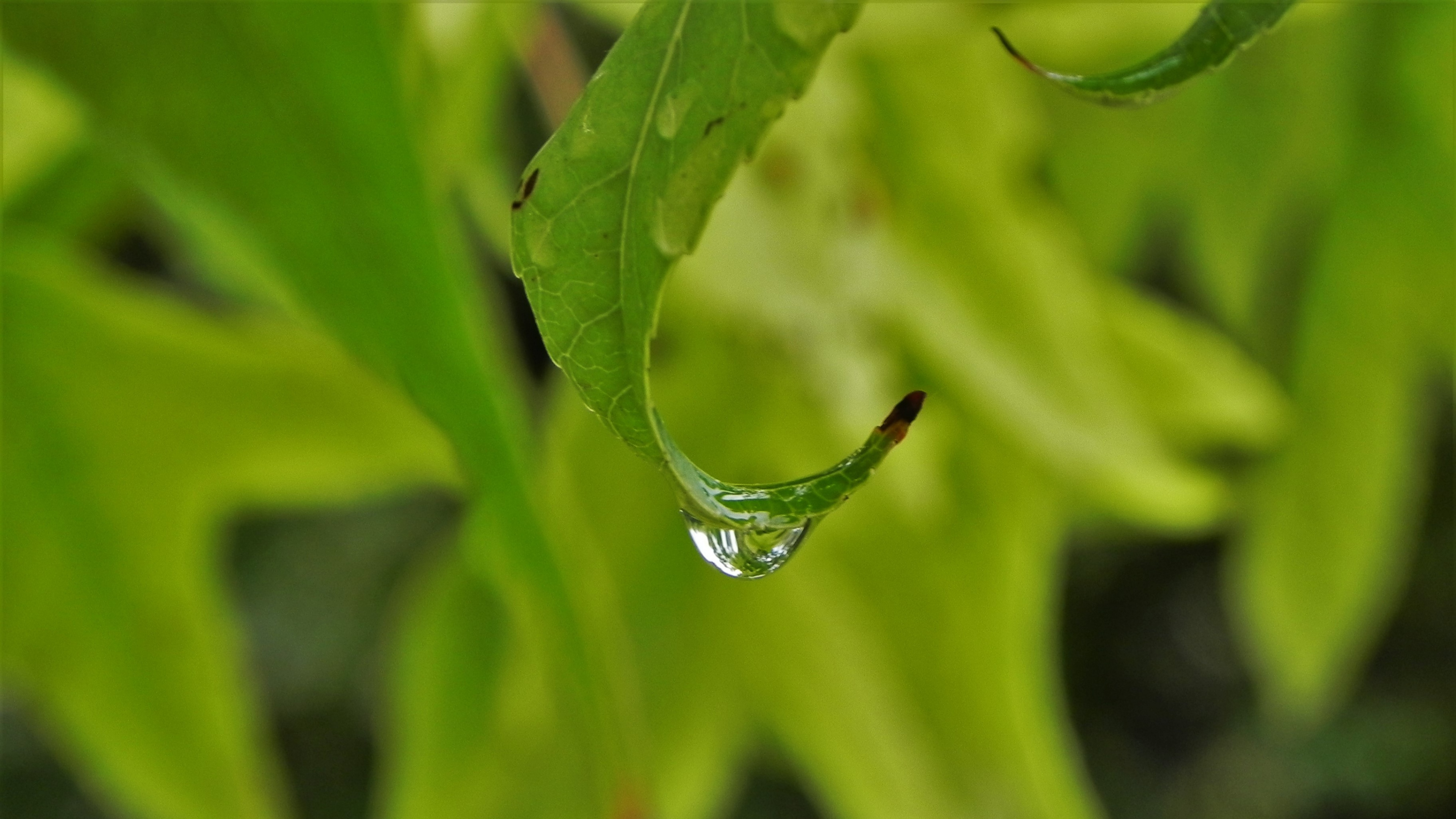 листва, drop, desktop