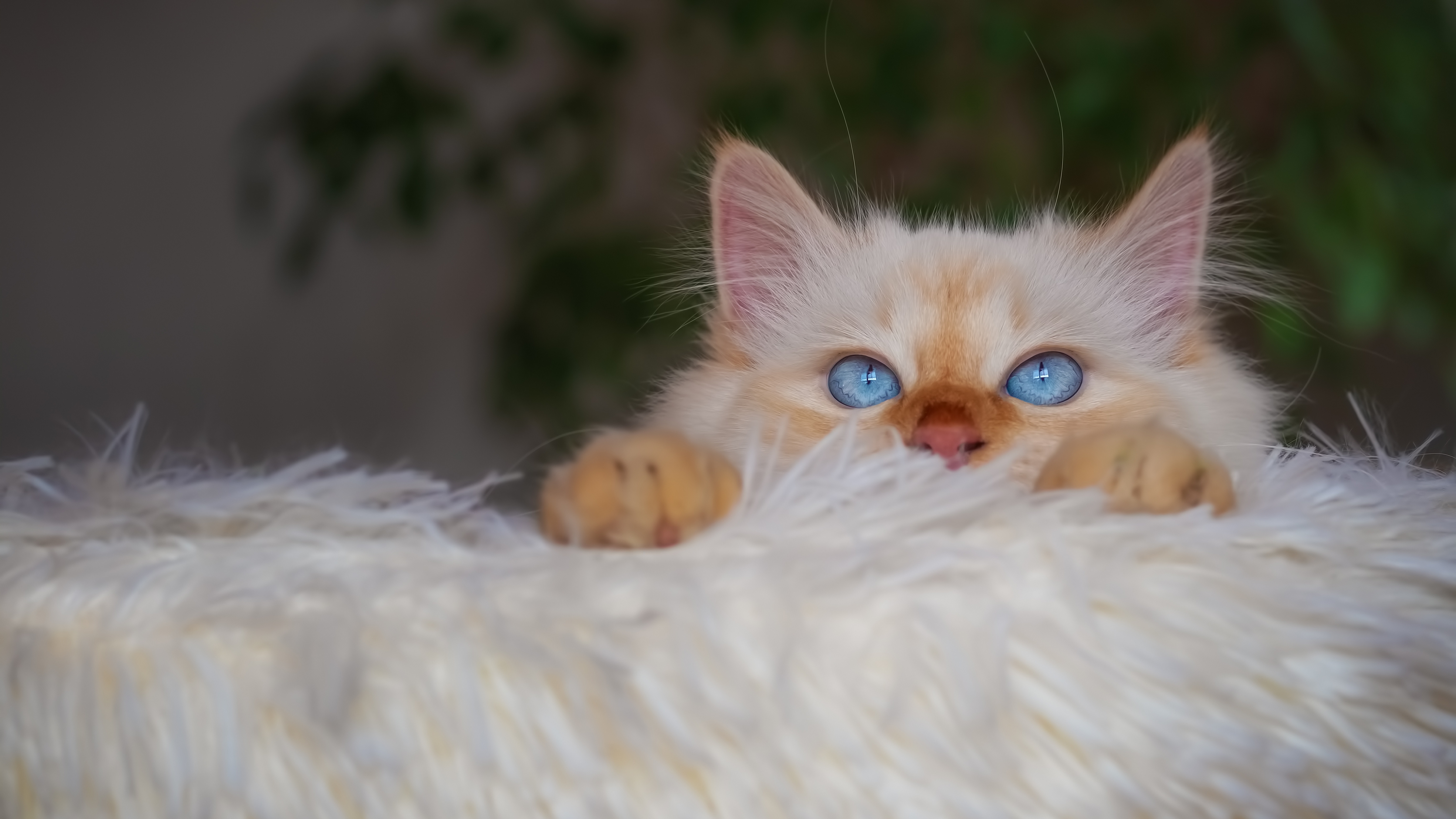 котенок, русские, в сторону