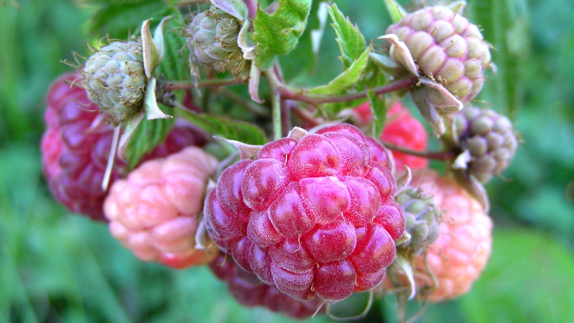 малина, пик, огромный