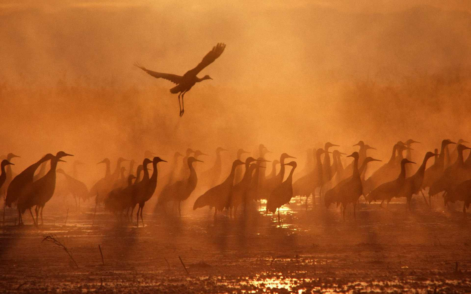 птицы, журавли, обою
