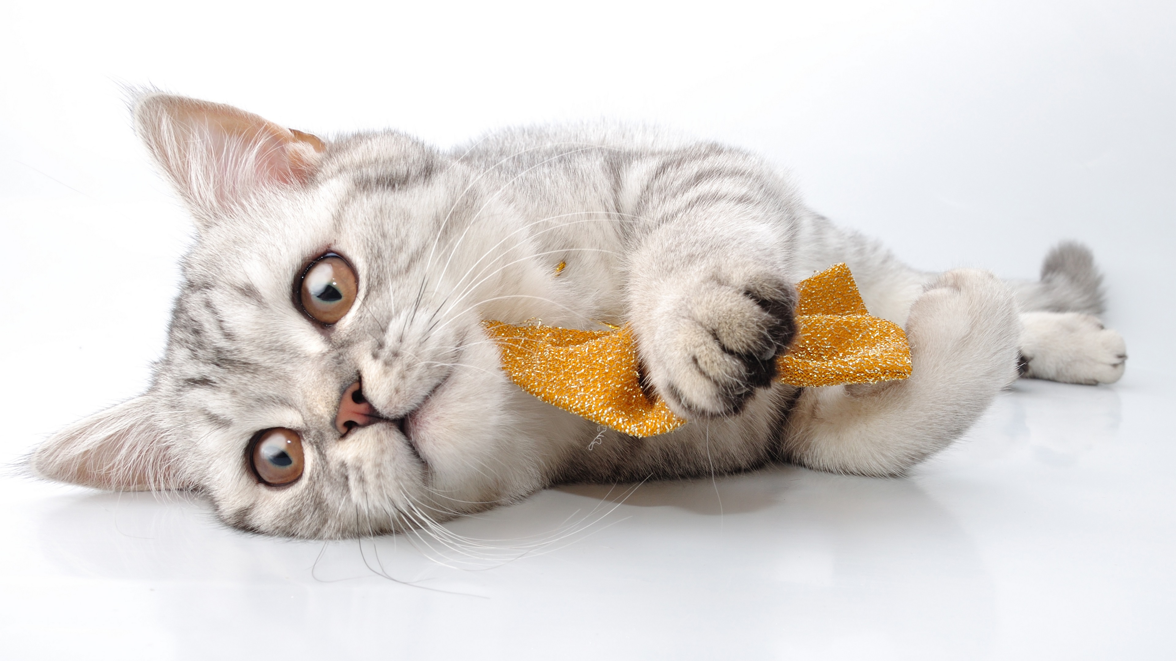 кот, котенок, магазин