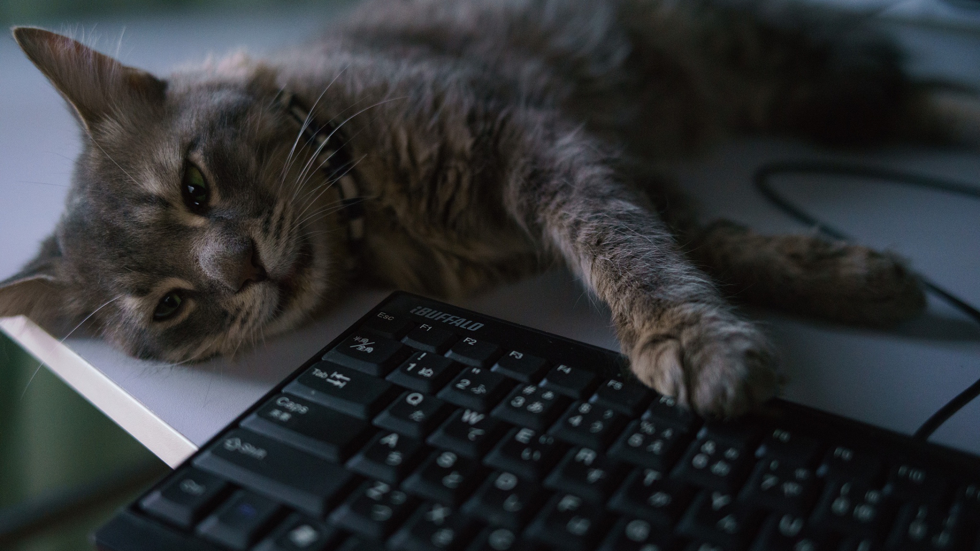 кот, офис, техника
