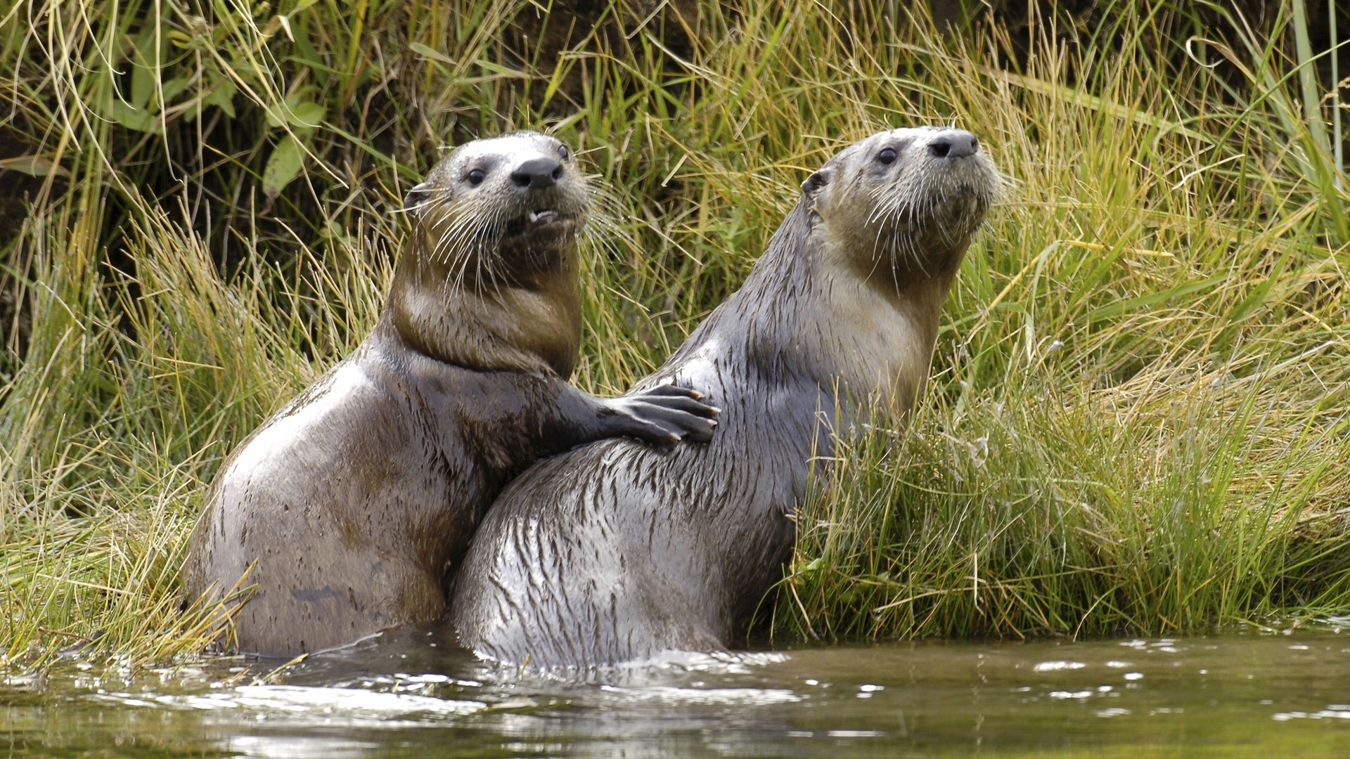 otter,ooer