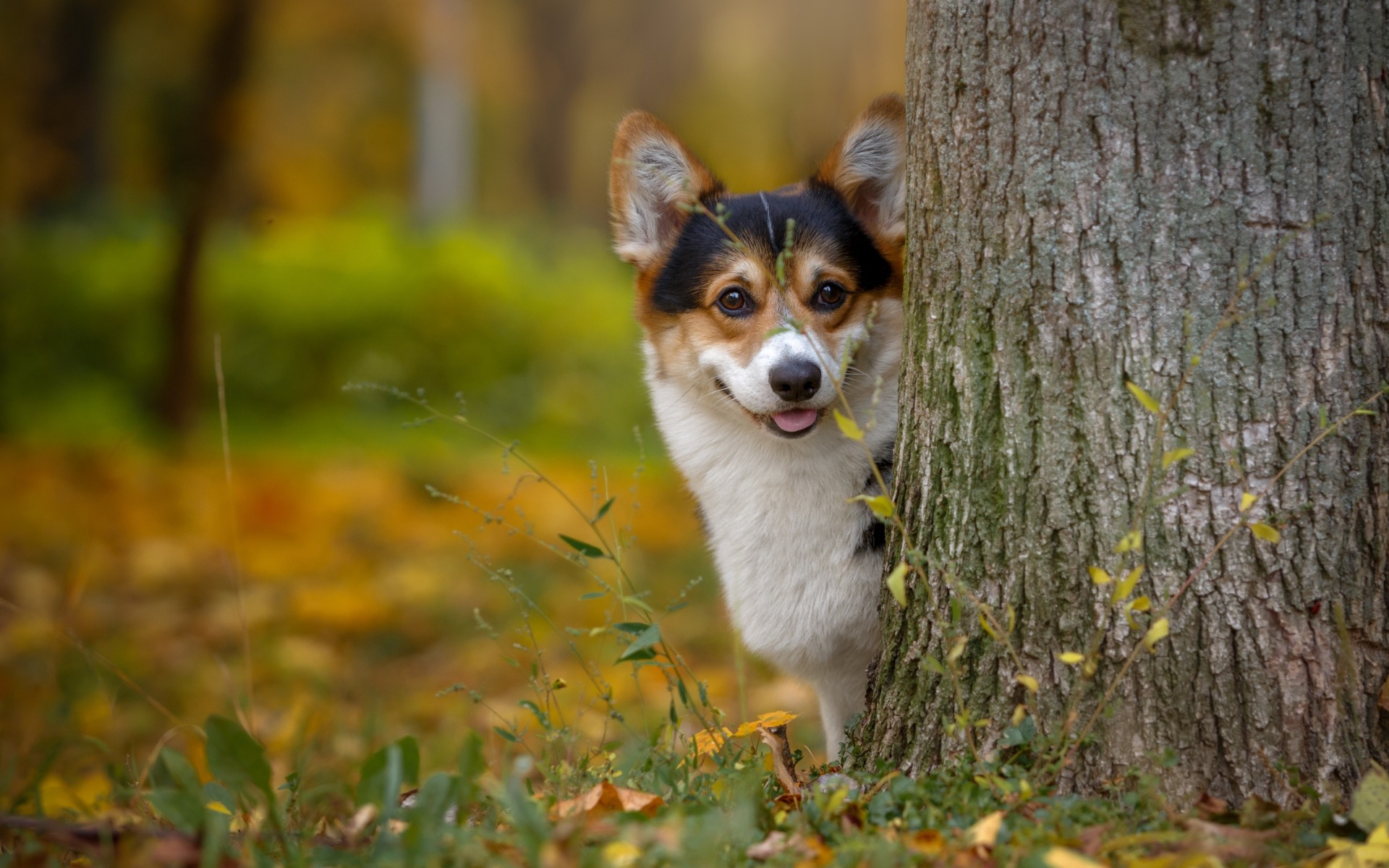 corgi, funart, the
