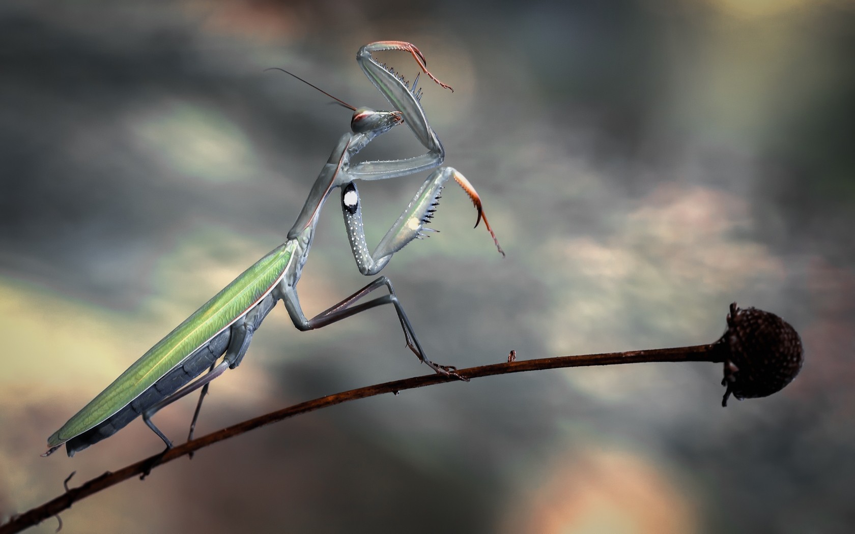 mantis, насекомое, макро
