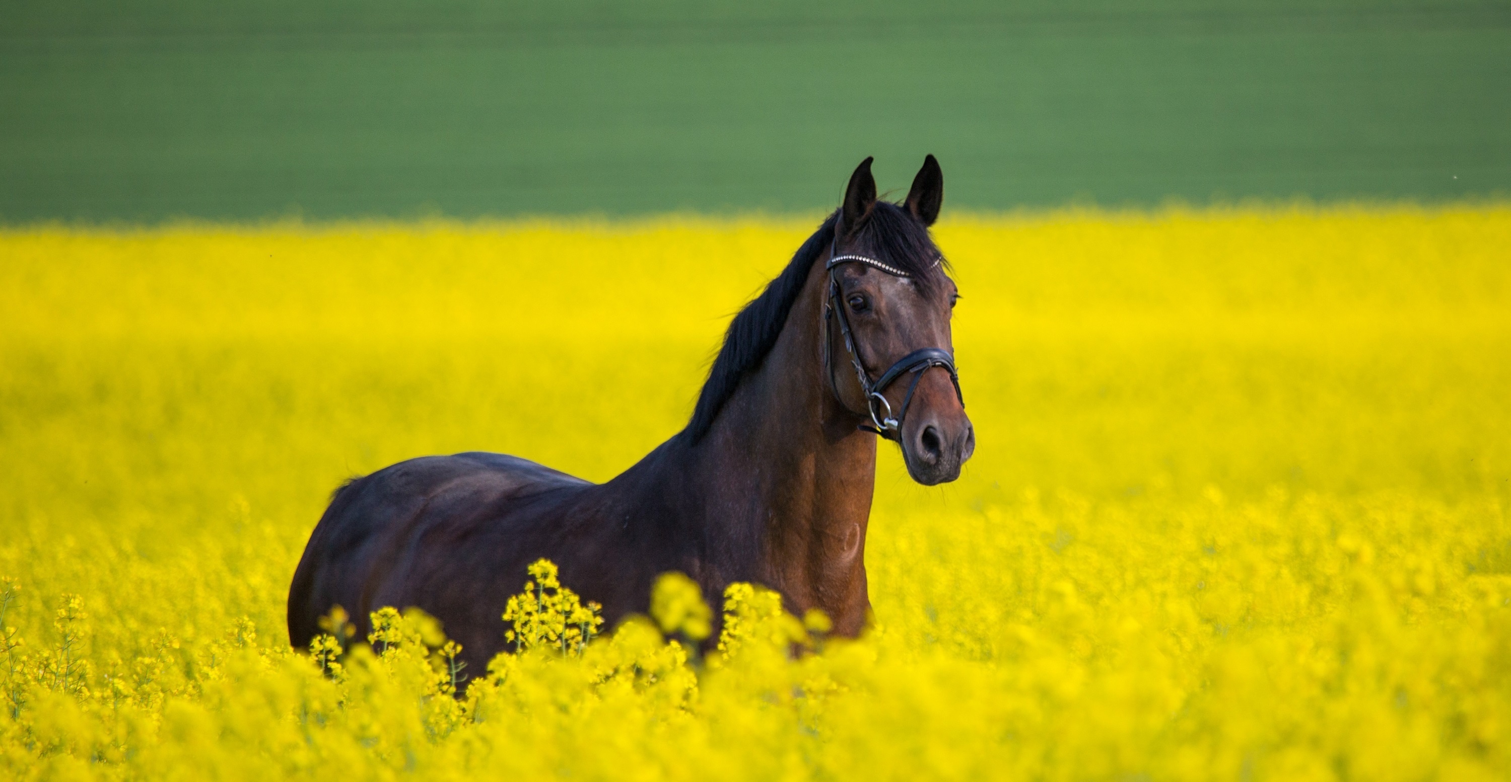 Желтая лошадка. Лошадь в поле. Лошади на рабочий стол. Лошадь в цветах. Картинки на рабочий стол лошади.