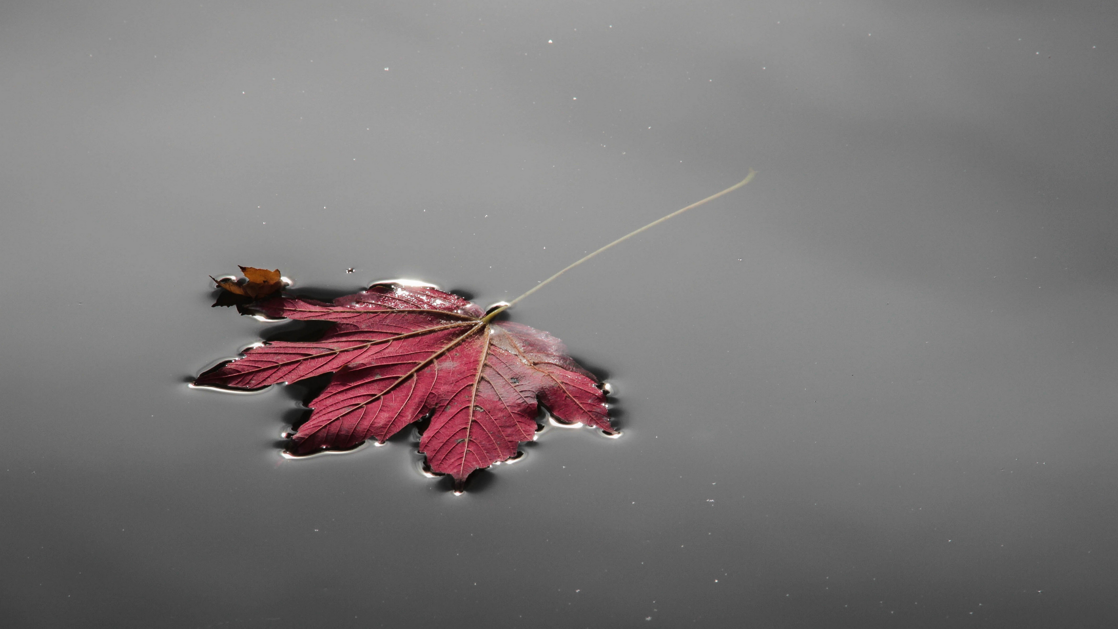 leaf, осень, лист
