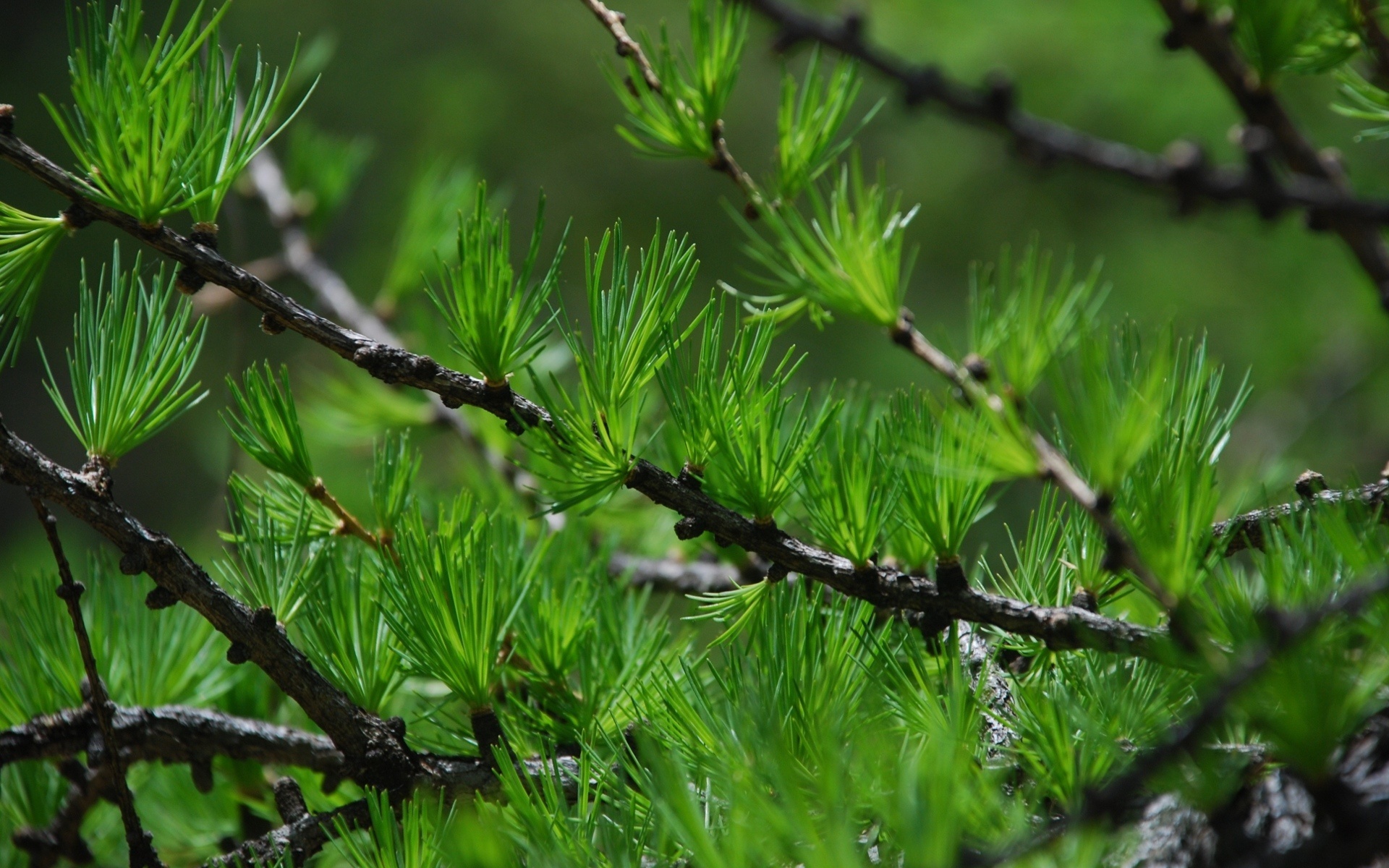 larch, дерево, fir