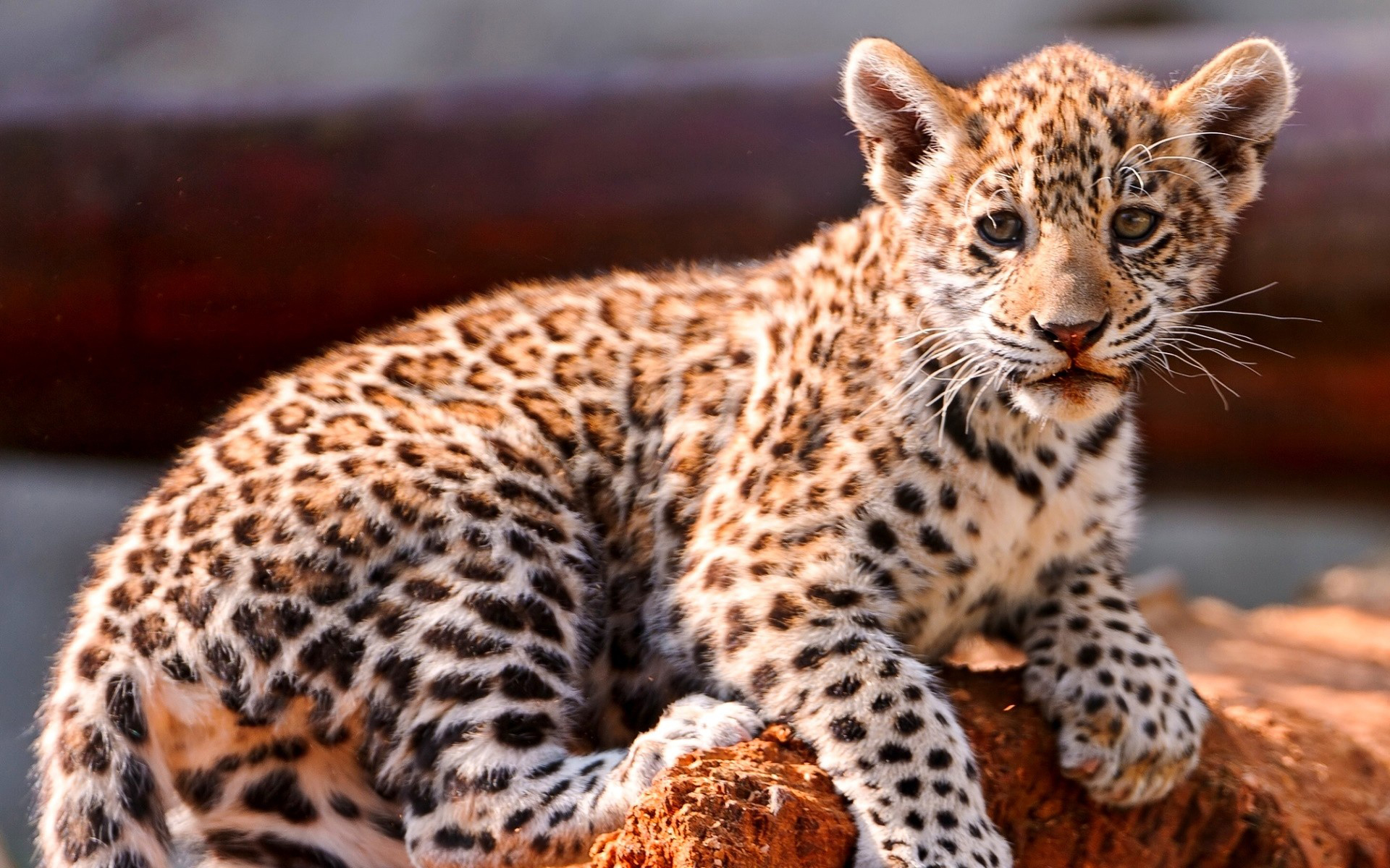 леопарды детеныши животные природа трава скачать