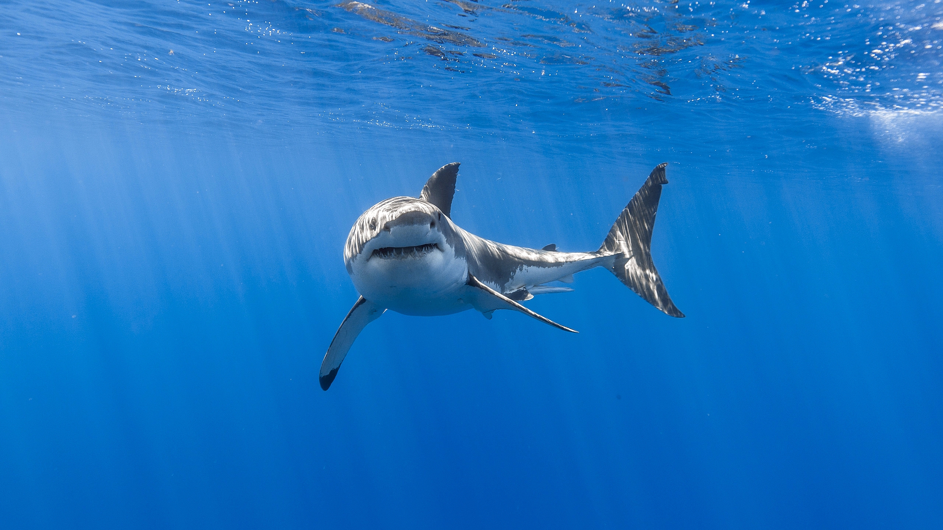 акула, underwater, animal