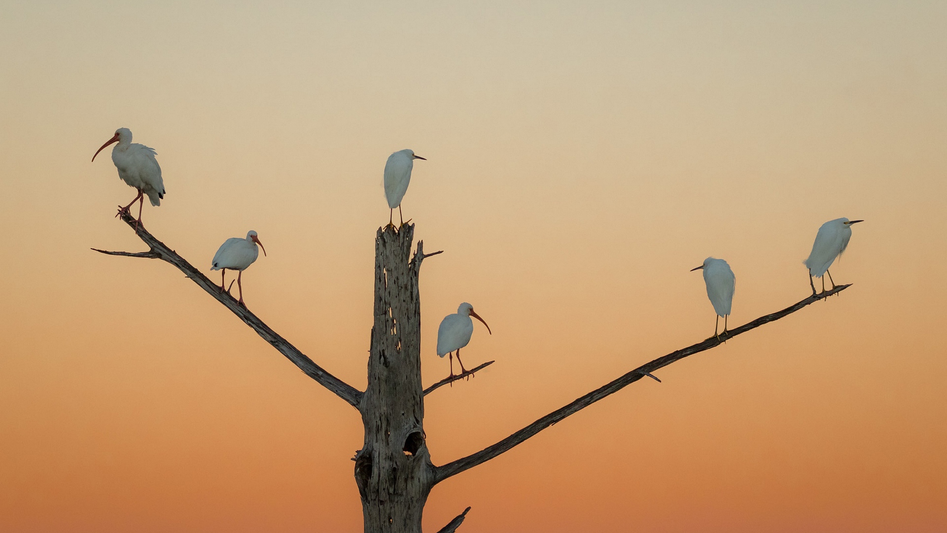 aistoobraznoi, center,egret