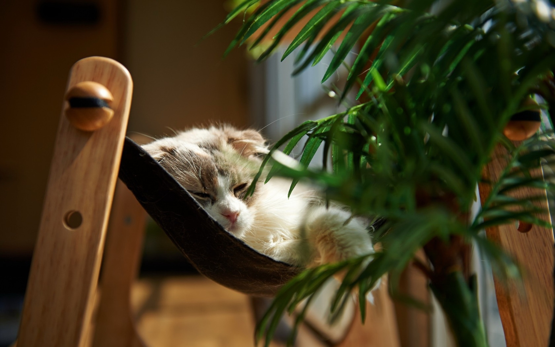 коллекция, кошки