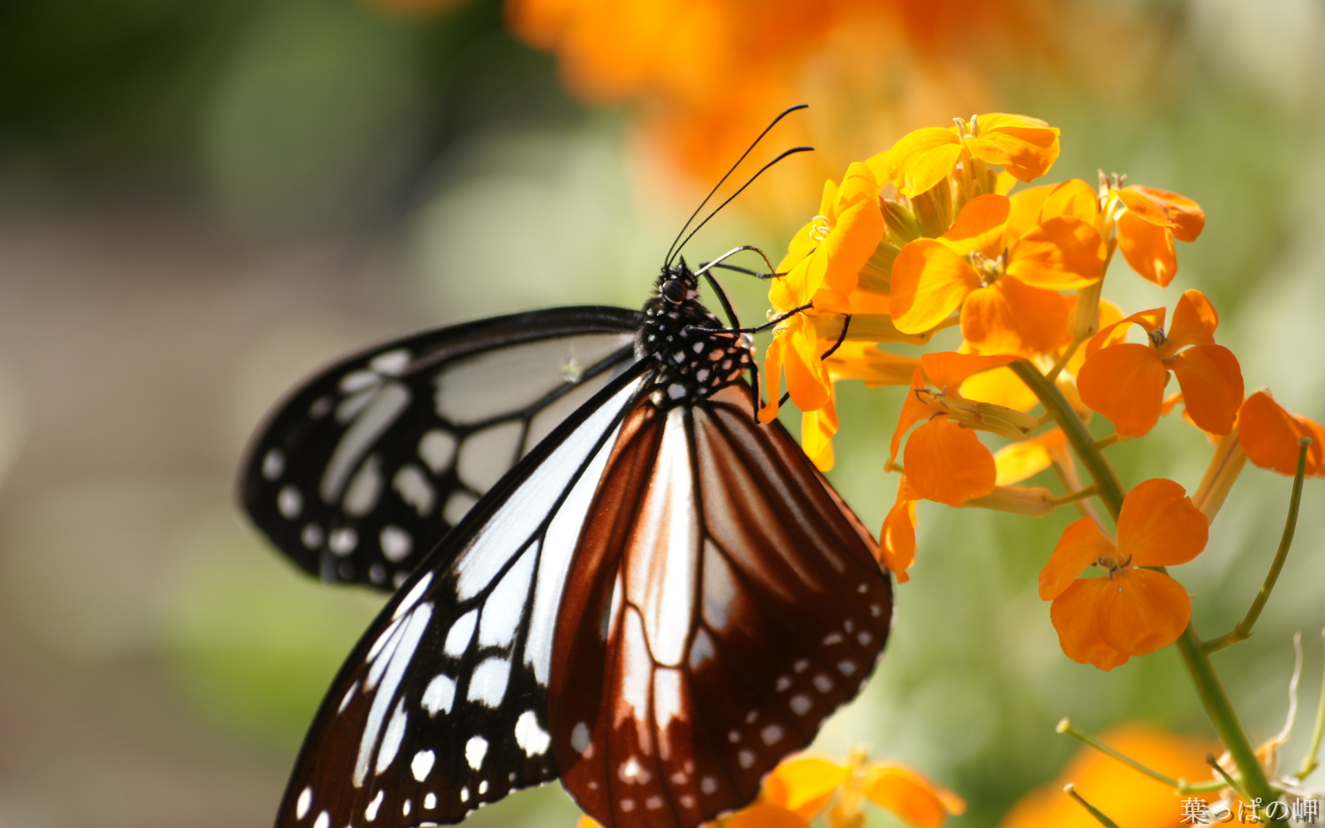 цветы, flowers, природа Фон № 155014 разрешение 1920x1200