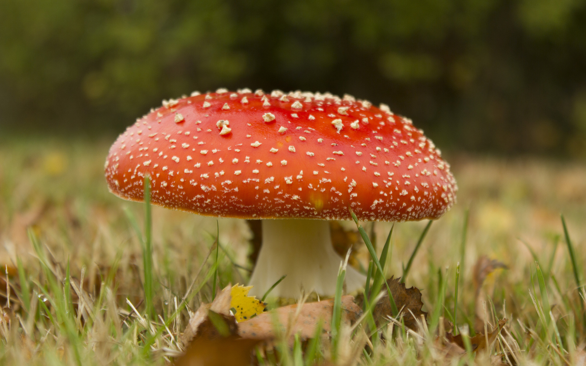 Мухомор картинки фото