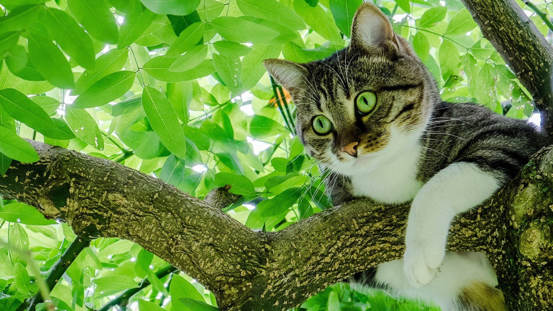 кошки, кот, лучшая