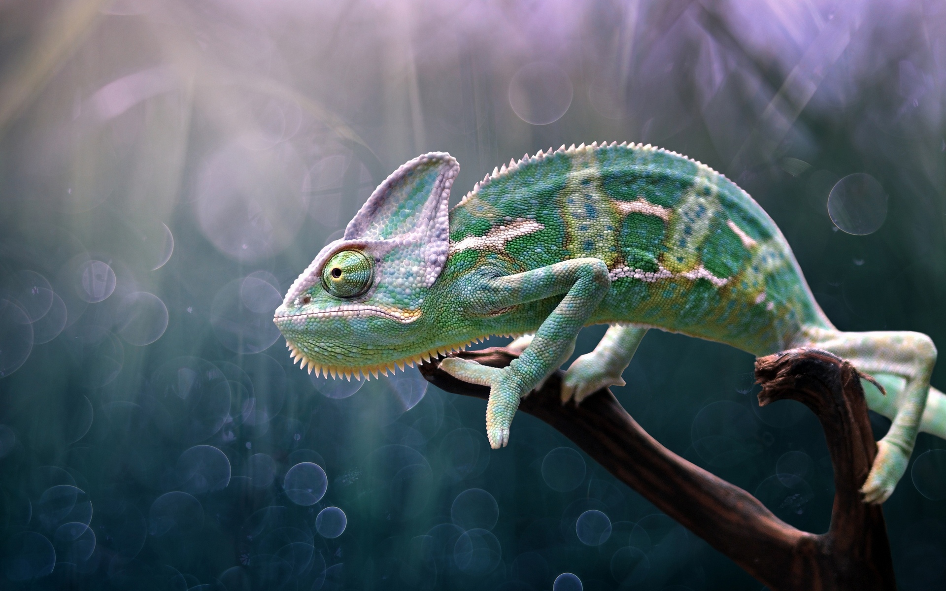 хамелеон, редкость, галерея