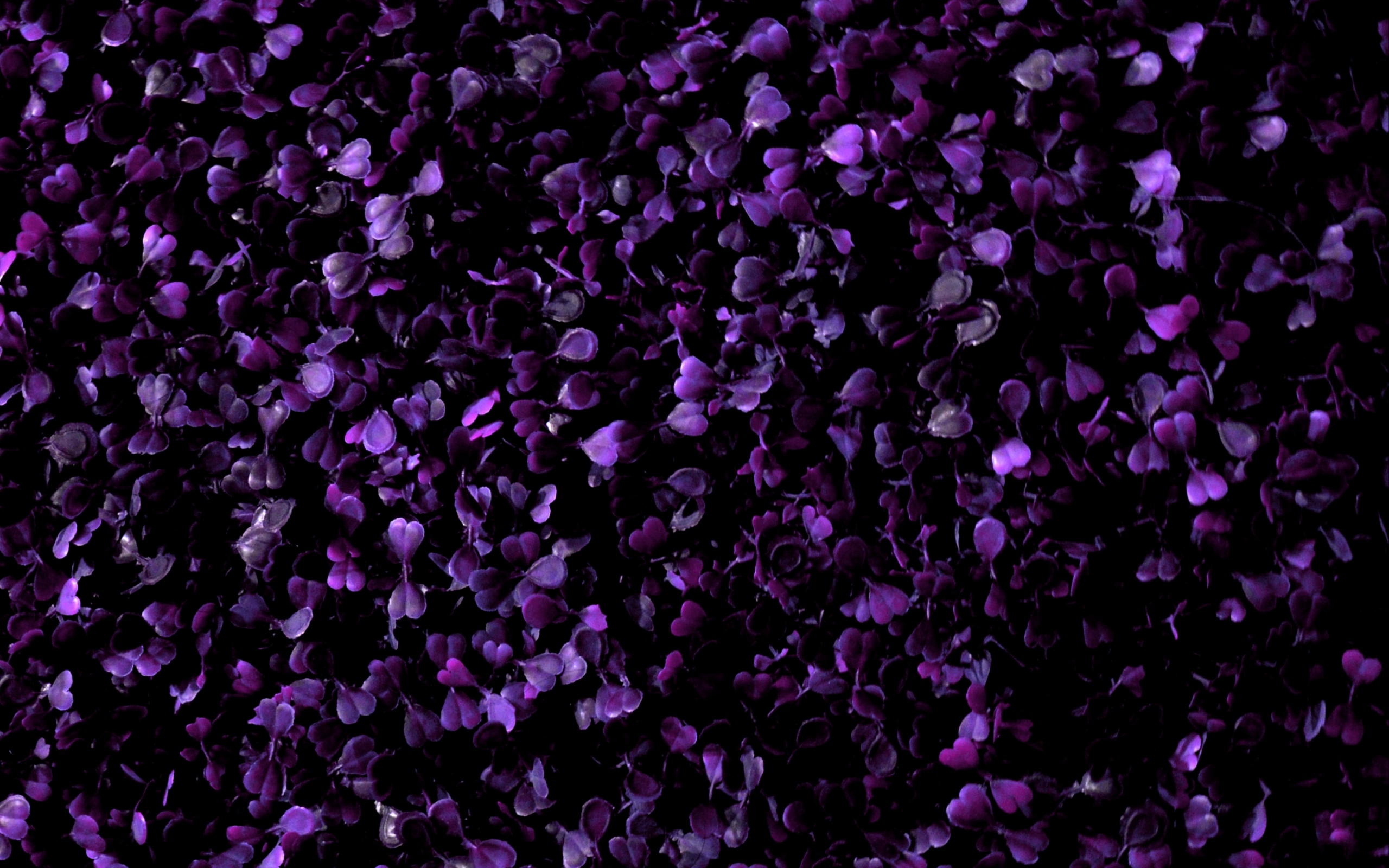 Фиолетовый обои картинки. Фиолетовые цветы. Сиреневые цветы. Темно фиолетовые цветы. Фиолетовые обои.