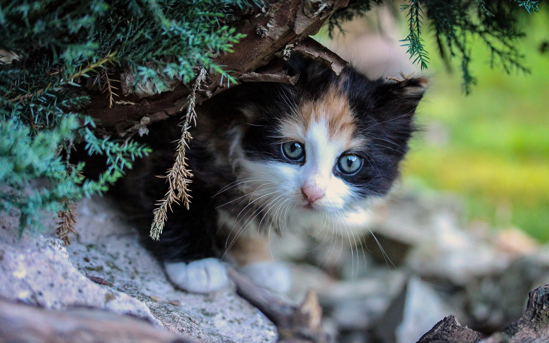 котенок, джигсо