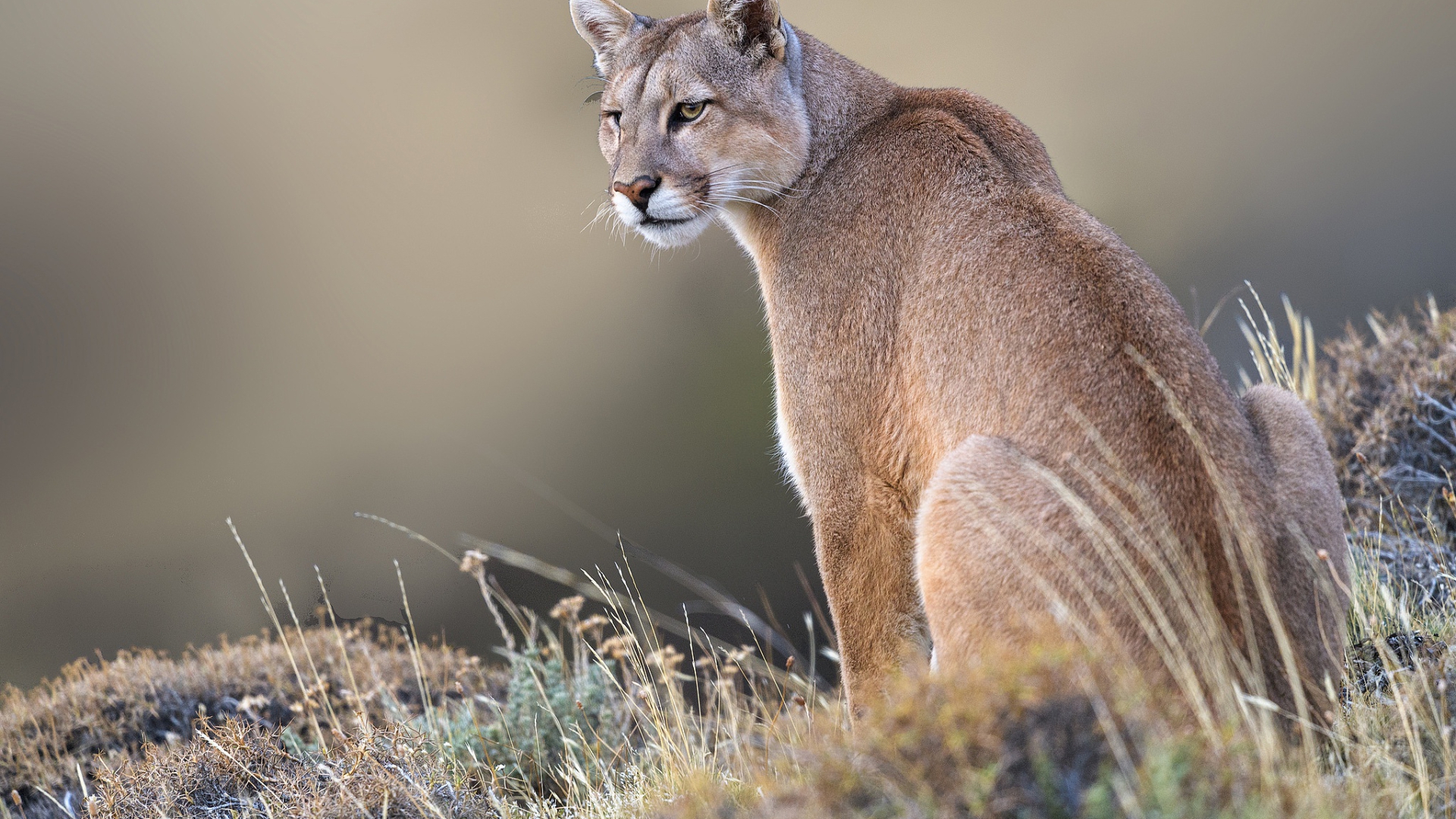 puma, крыси, cougar