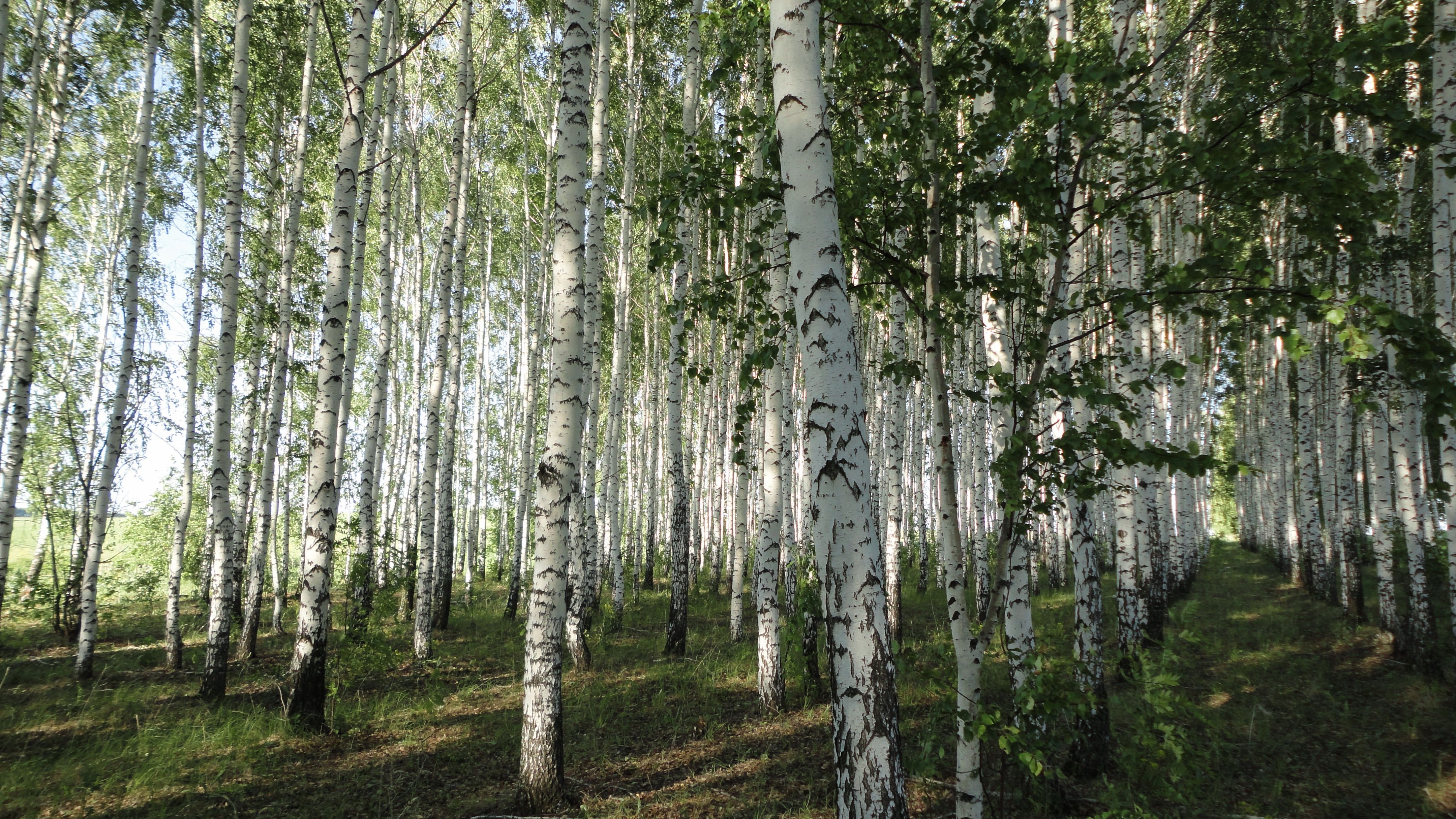 площадь, novotroickii, оформление