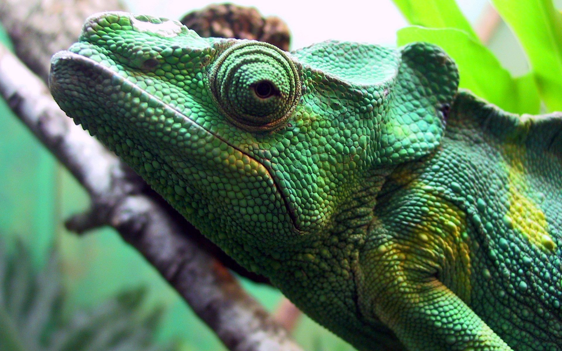 Игуана природа животные Iguana nature animals без смс