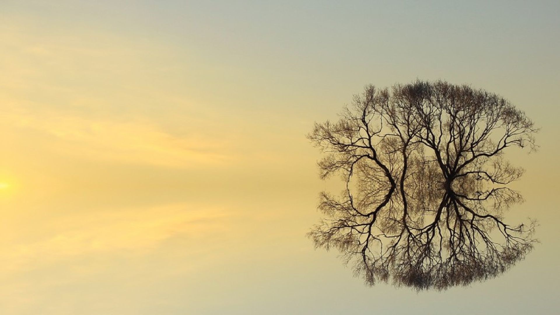 Окружающее спокойно. Дерево души. Дерево отражение. Отражение деревьев в воде. Деревья небо фон для отражения.