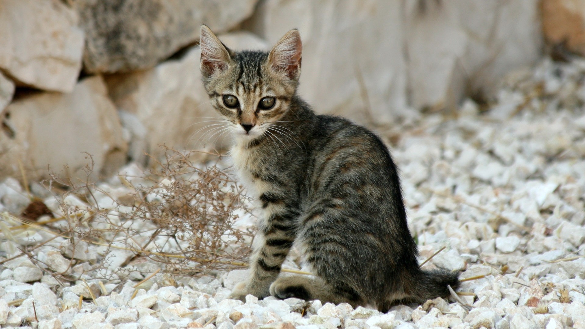проще говоря, котенок